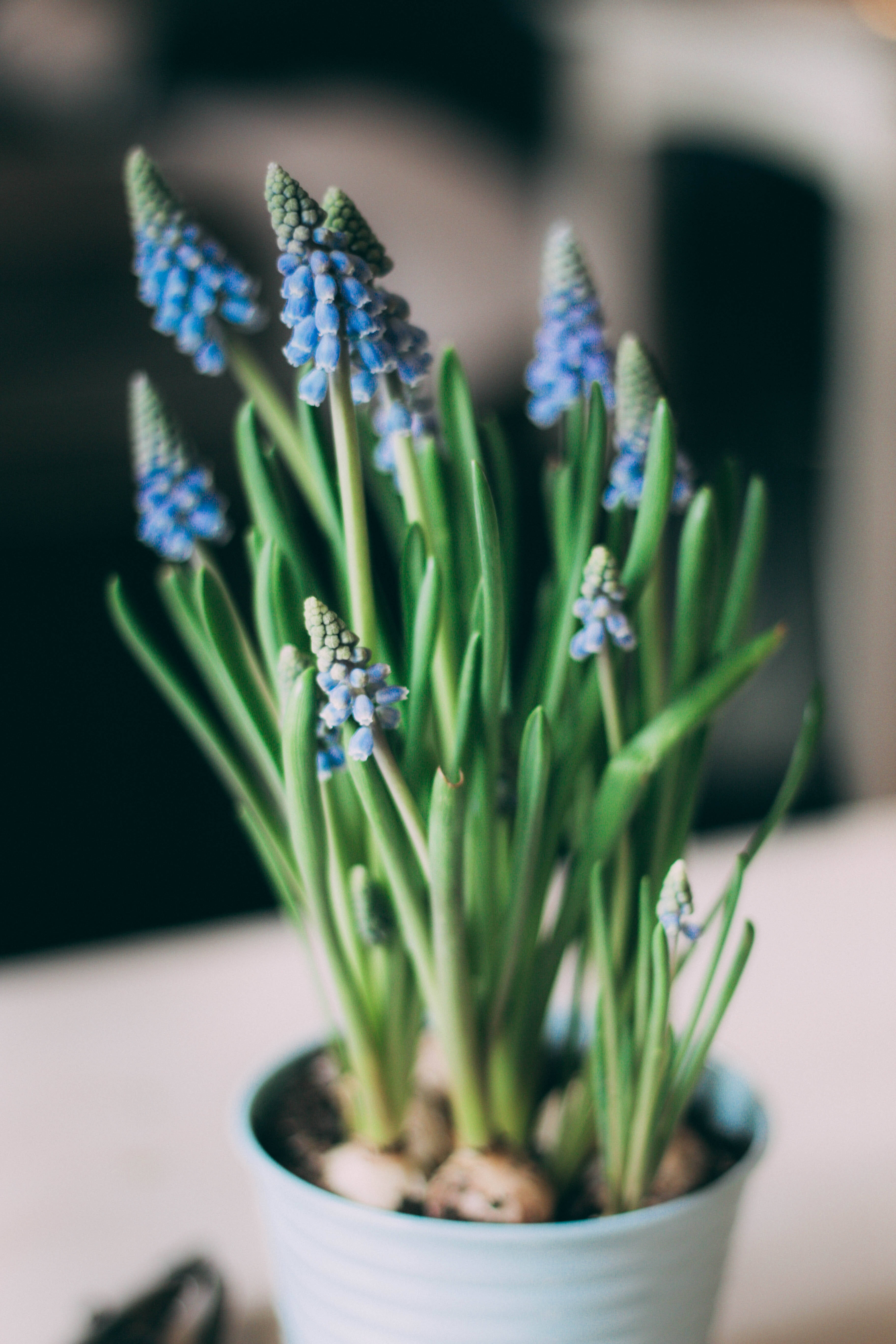Hyacinth 桌布 壁紙 — 淺藍色花盆中盛開的 delicate 藍色葡萄風信子花朵特寫，背景柔和模糊。