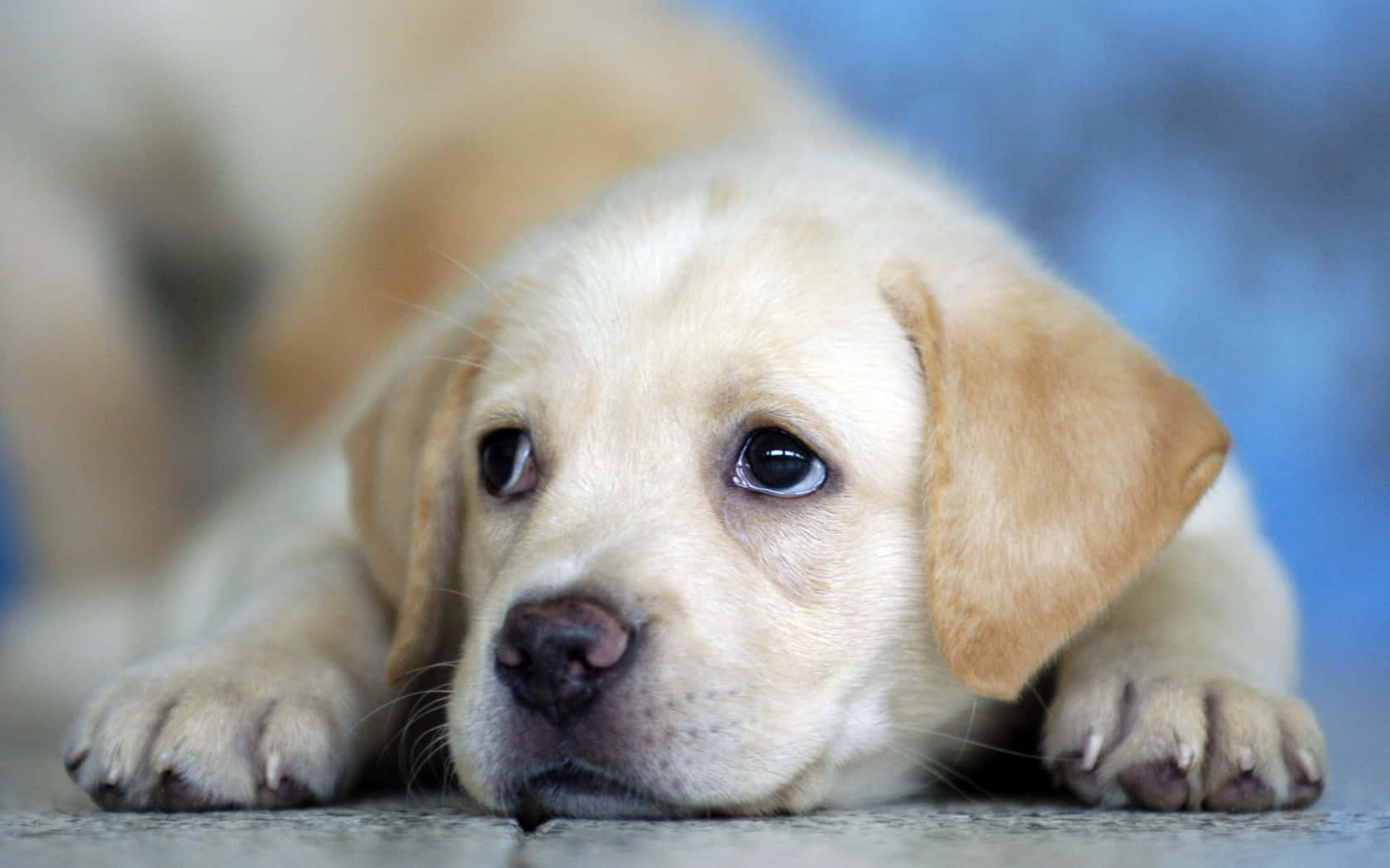 Cute Puppies 桌布 壁紙 — 淺黃色拉布拉多幼犬將頭靠在混凝土表面上，背景為柔和藍色的特寫。