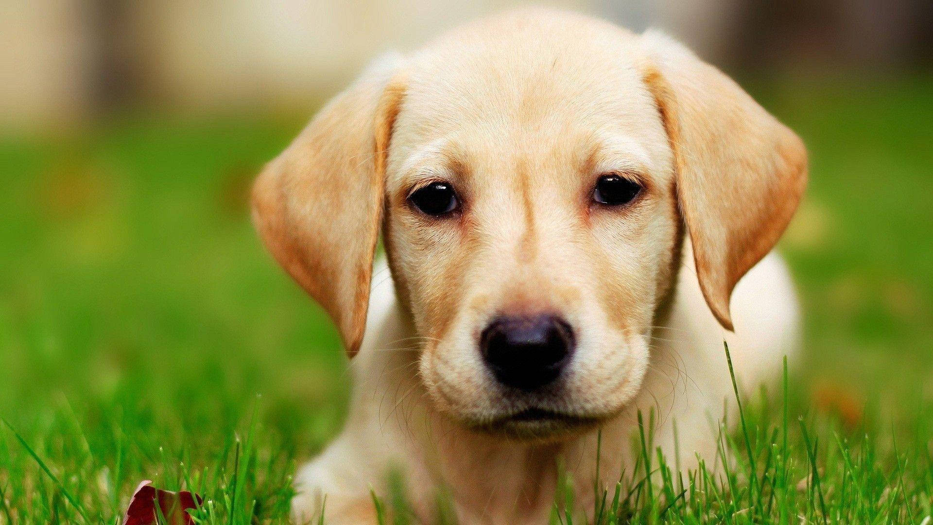 Labrador 桌布 壁紙 — 淺黃色拉布拉多幼犬躺在鮮綠色草地上的特寫，背景柔和模糊。