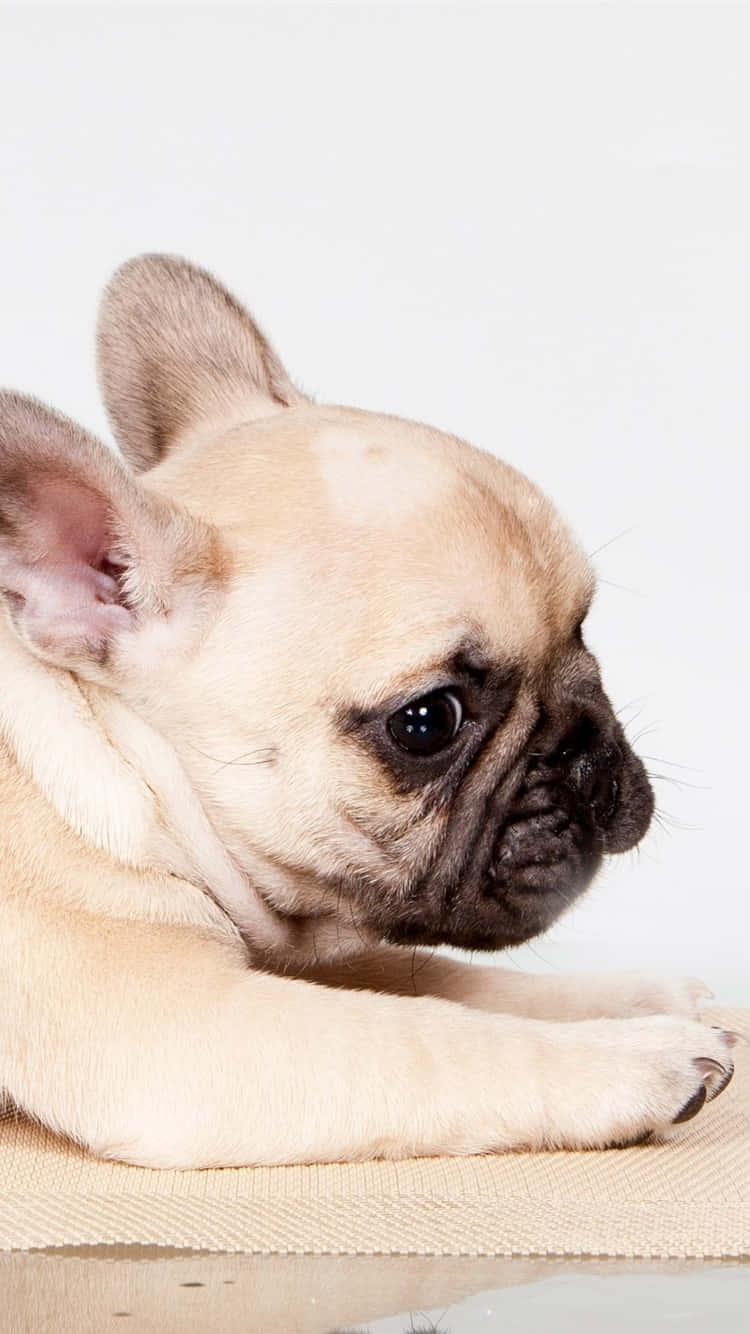 狗 桌布 壁紙 — 淺黃褐色法國鬥牛犬幼犬的特寫，頭部靠在有紋理的米色表面上，背景為純白色。