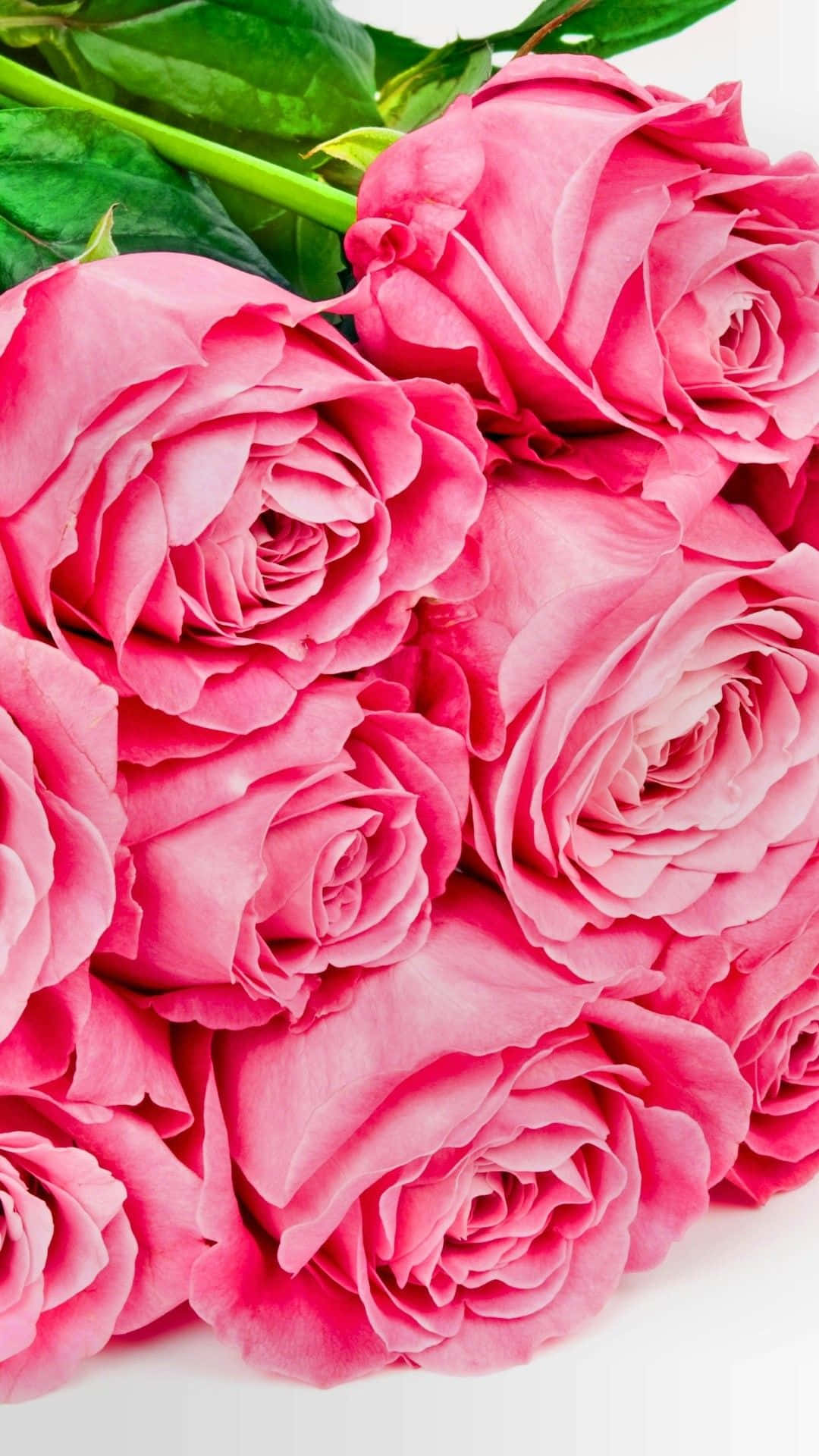 iPhone X Roses 桌布 壁紙 — 清潔白色背景上，帶有綠色莖的茂盛粉紅玫瑰的特寫。
