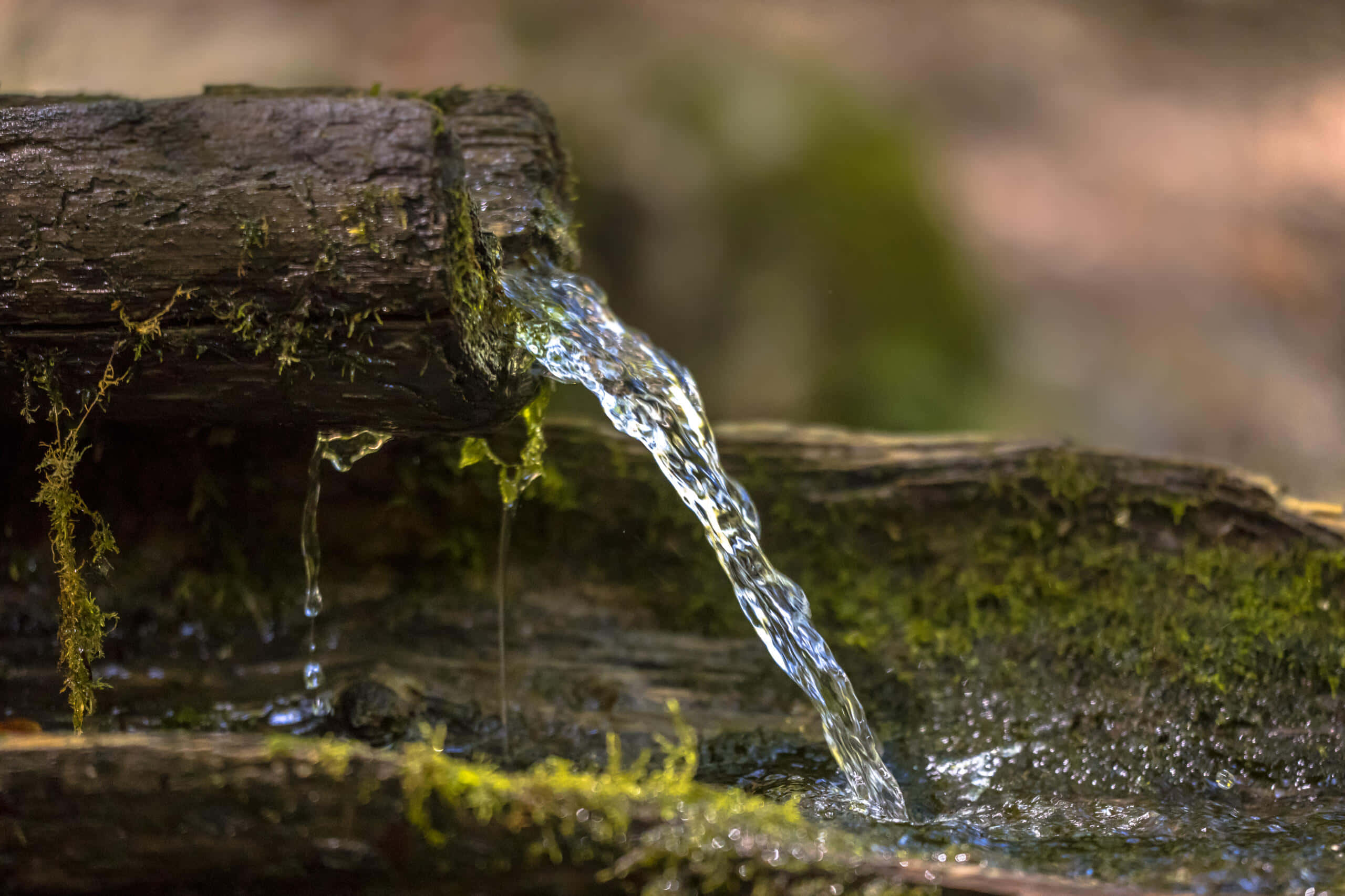 Spring Water 桌布 壁紙 — 清澈的水從長滿苔蘚的木頭流入淺水池，周圍是潮濕的森林地面。