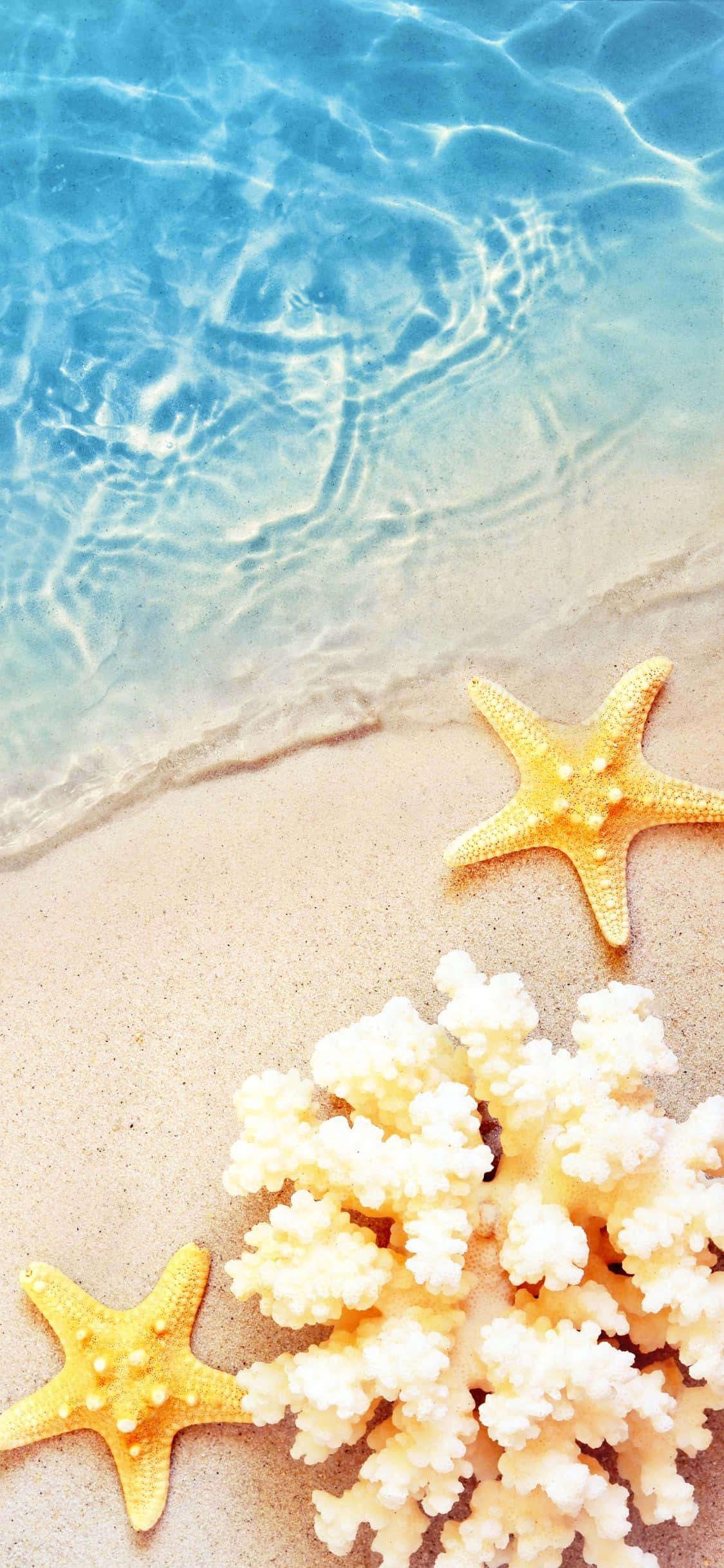 coral 桌布 壁紙 — 清澈的碧綠海水拍打著金色沙灘，旁邊有鮮黃色的海星和白色珊瑚。