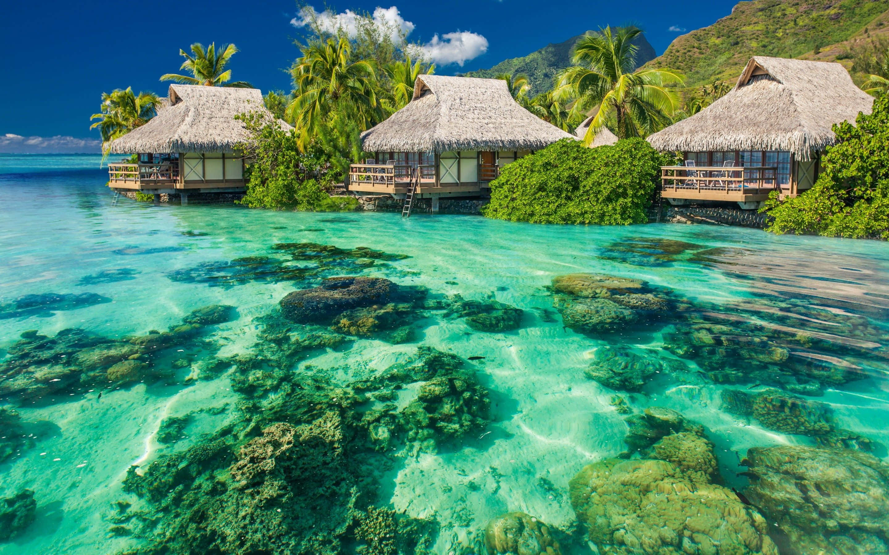 Vacation 桌布 壁紙 — 清澈碧綠的海水展現出充滿活力的珊瑚礁，環繞著坐落在茂密棕櫚樹中的水上平房，上方是明亮的藍天。