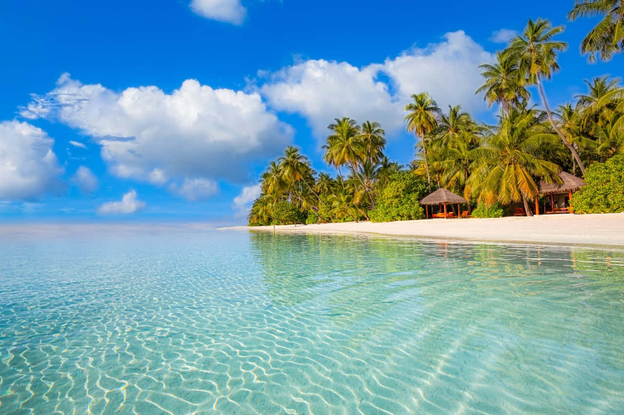 Maldives Island 桌布 壁紙 — 清澈碧綠的海水拍打著白色沙灘，沙灘兩旁種滿茂密的棕櫚樹，頭頂是明亮的藍天和蓬鬆的白雲。