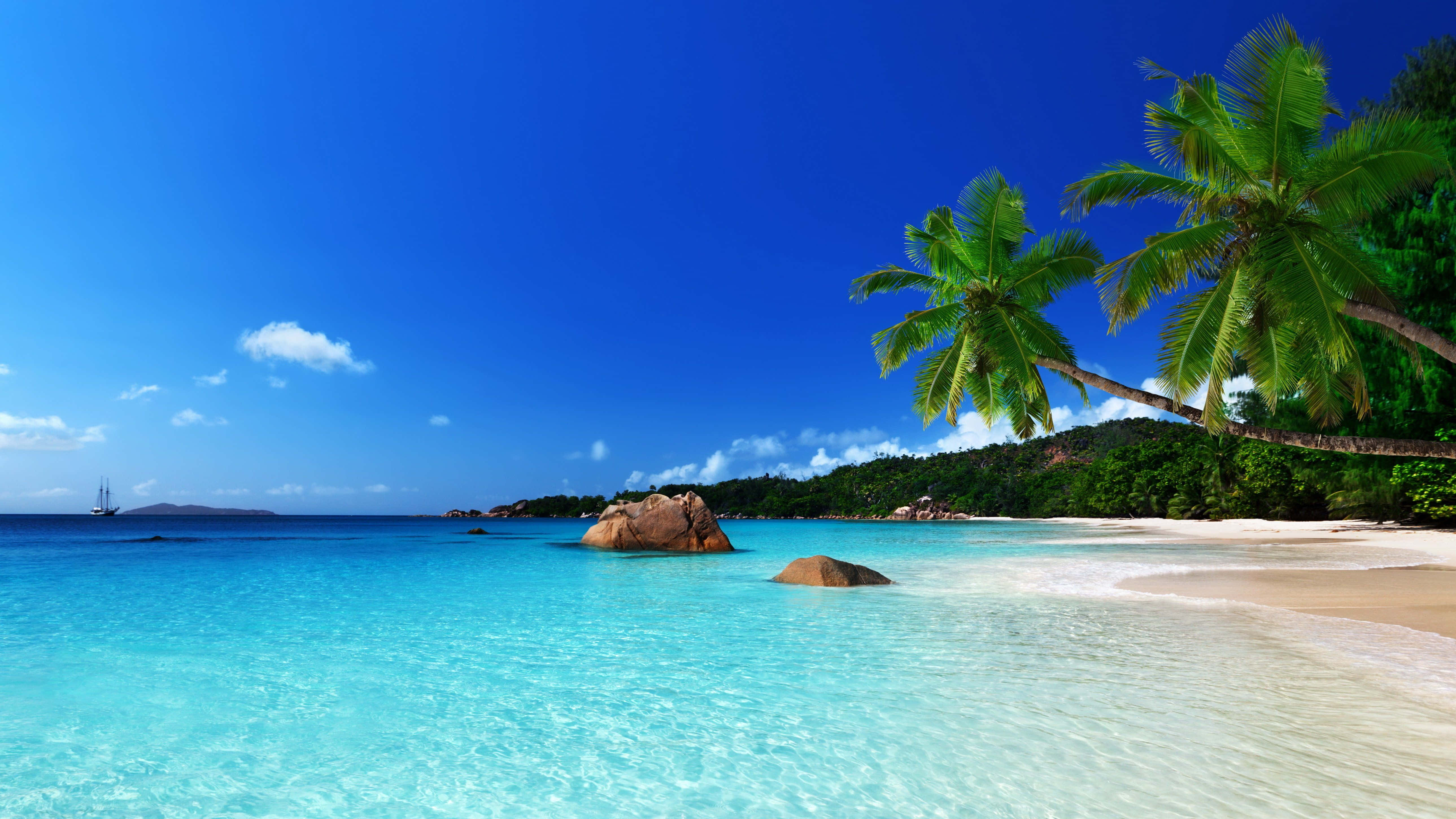 Sea Beach 桌布 壁紙 — 清澈碧綠的海水拍打著白色沙灘，沙灘兩旁是茂密的綠色棕櫚樹，上方是湛藍的天空。
