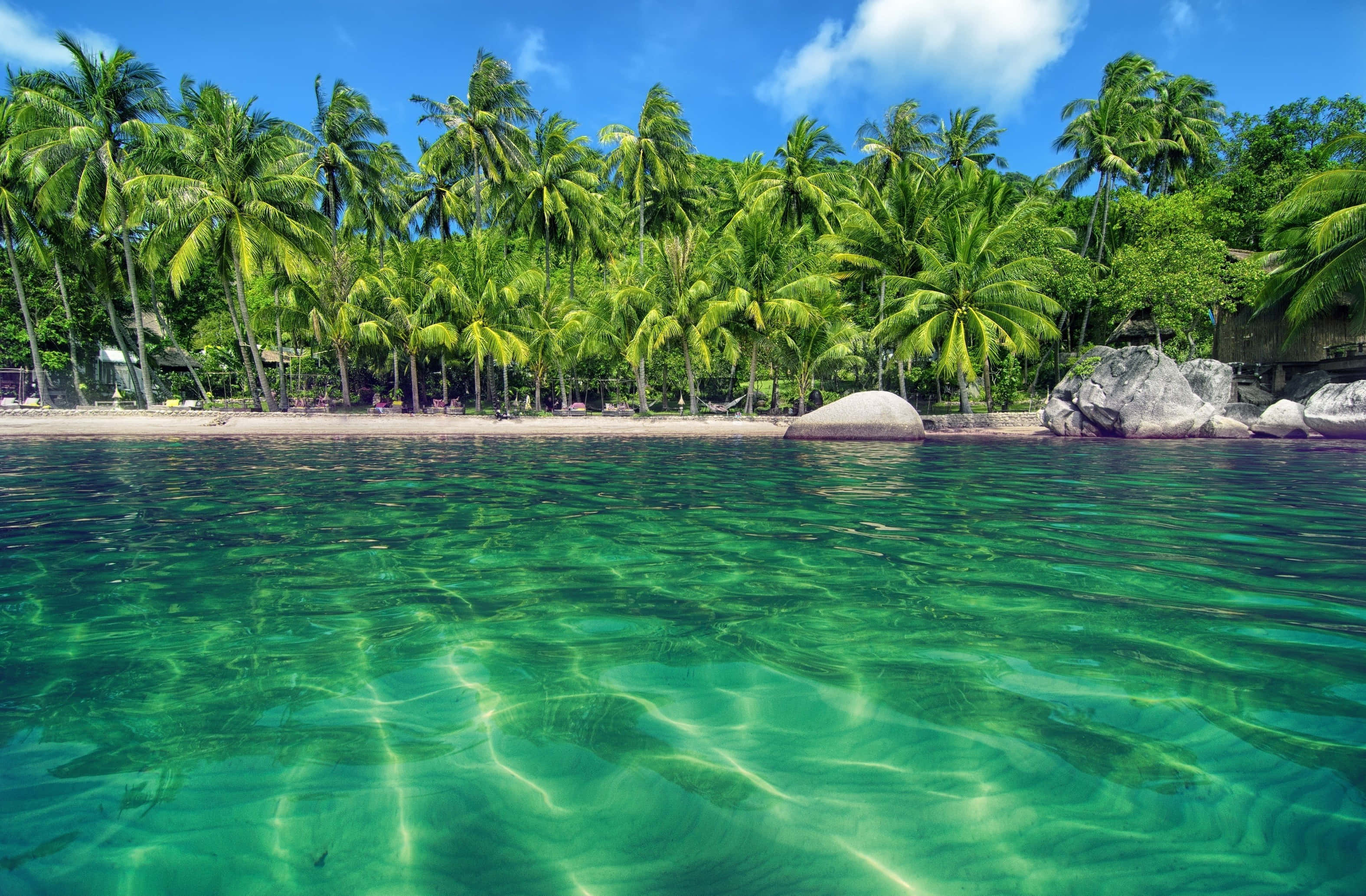 Beach Palm Trees 桌布 壁紙 — 清澈碧綠的海水泛起漣漪，湧向沙灘，沙灘兩旁種滿了茂密的綠色棕櫚樹，頭頂是明亮的藍天。