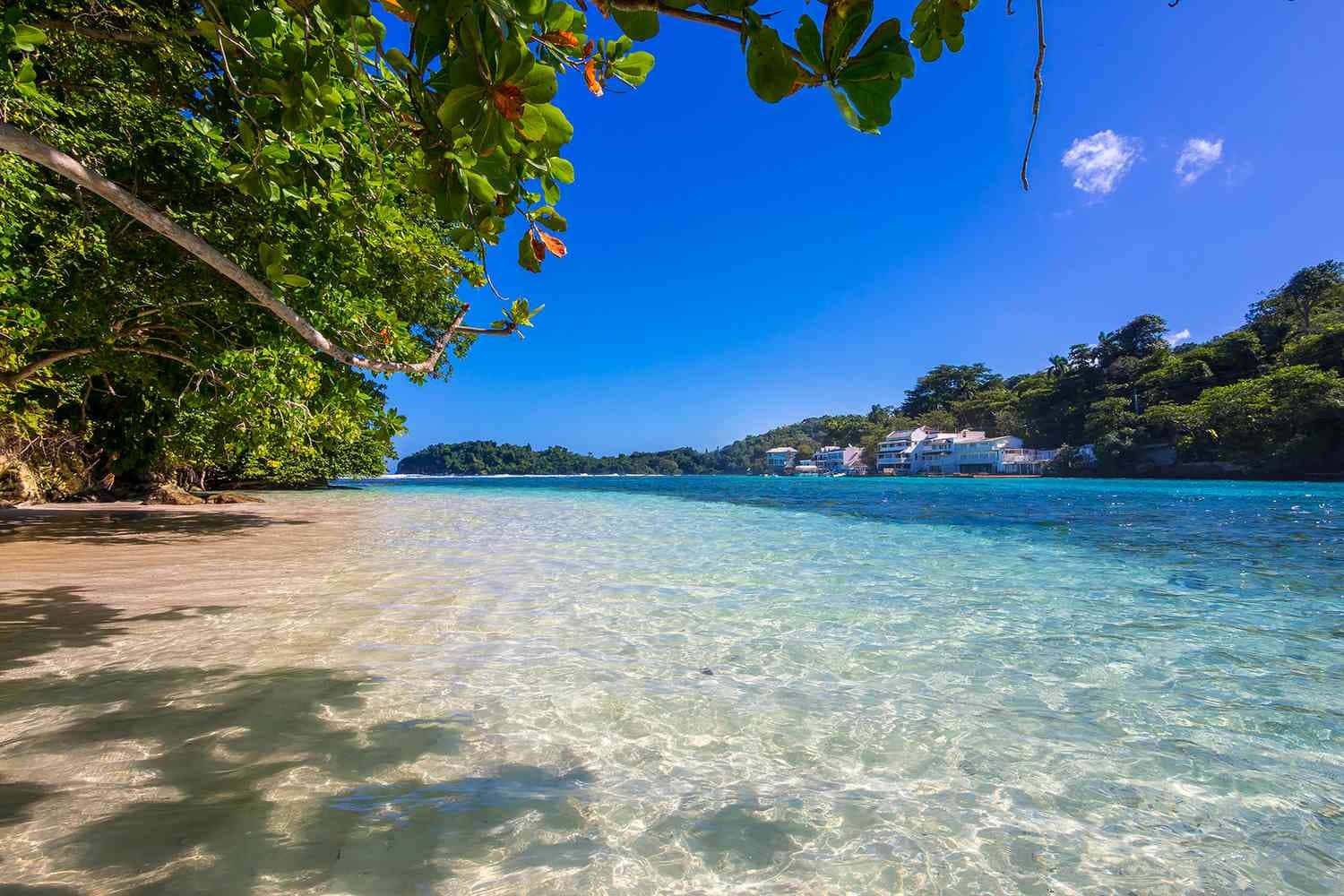 Jamaica 桌布 壁紙 — 清澈碧綠的海水輕拍著沙灘，沙灘兩旁是茂密的綠樹，上方是明亮的藍天。