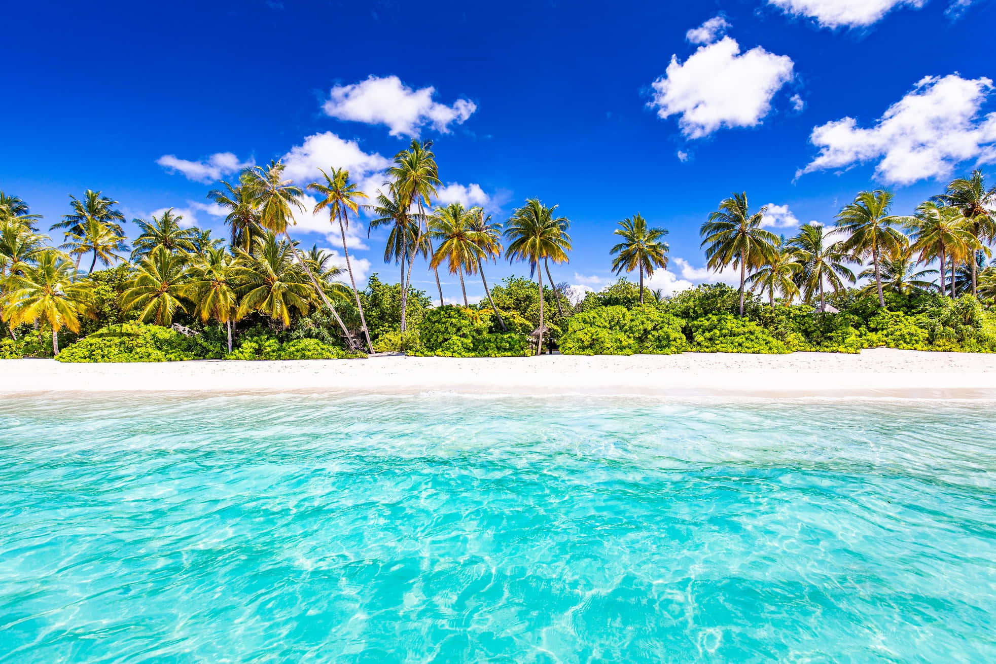 Seychelles Beach 桌布 壁紙 — 清澈碧綠的海水輕拍著純淨的白色沙灘，沙灘上搖曳的棕櫚樹襯托著藍天白雲。