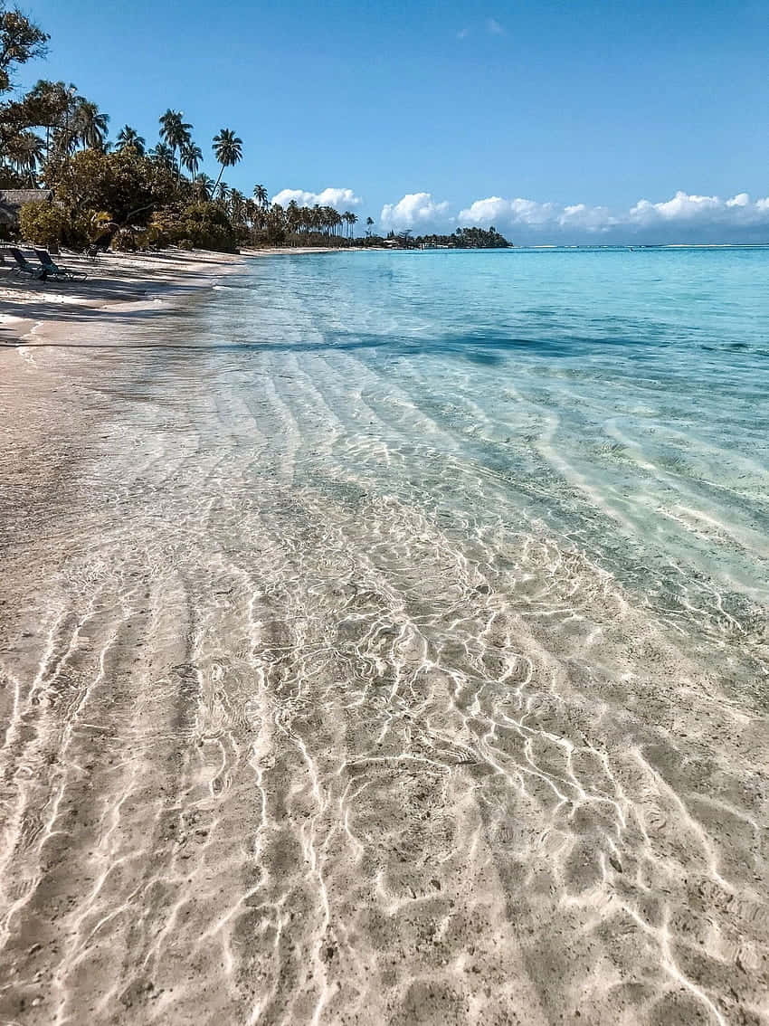 Beach Aesthetic Tumblr 桌布 壁紙 — 清澈碧綠的海水輕拍著陽光明媚的沙灘，沙灘上棕櫚樹成行，頭頂是明亮的藍天。