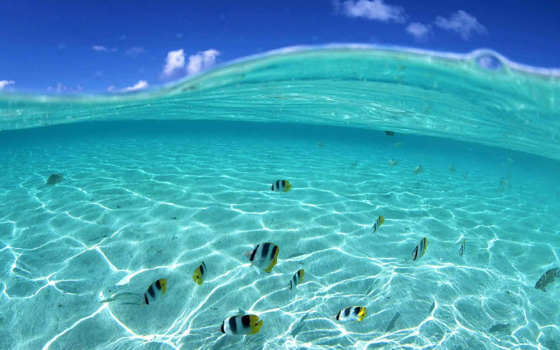 魚 桌布 壁紙 — 清澈藍天下，魚在沙底上方游動的碧綠海洋水下景觀。
