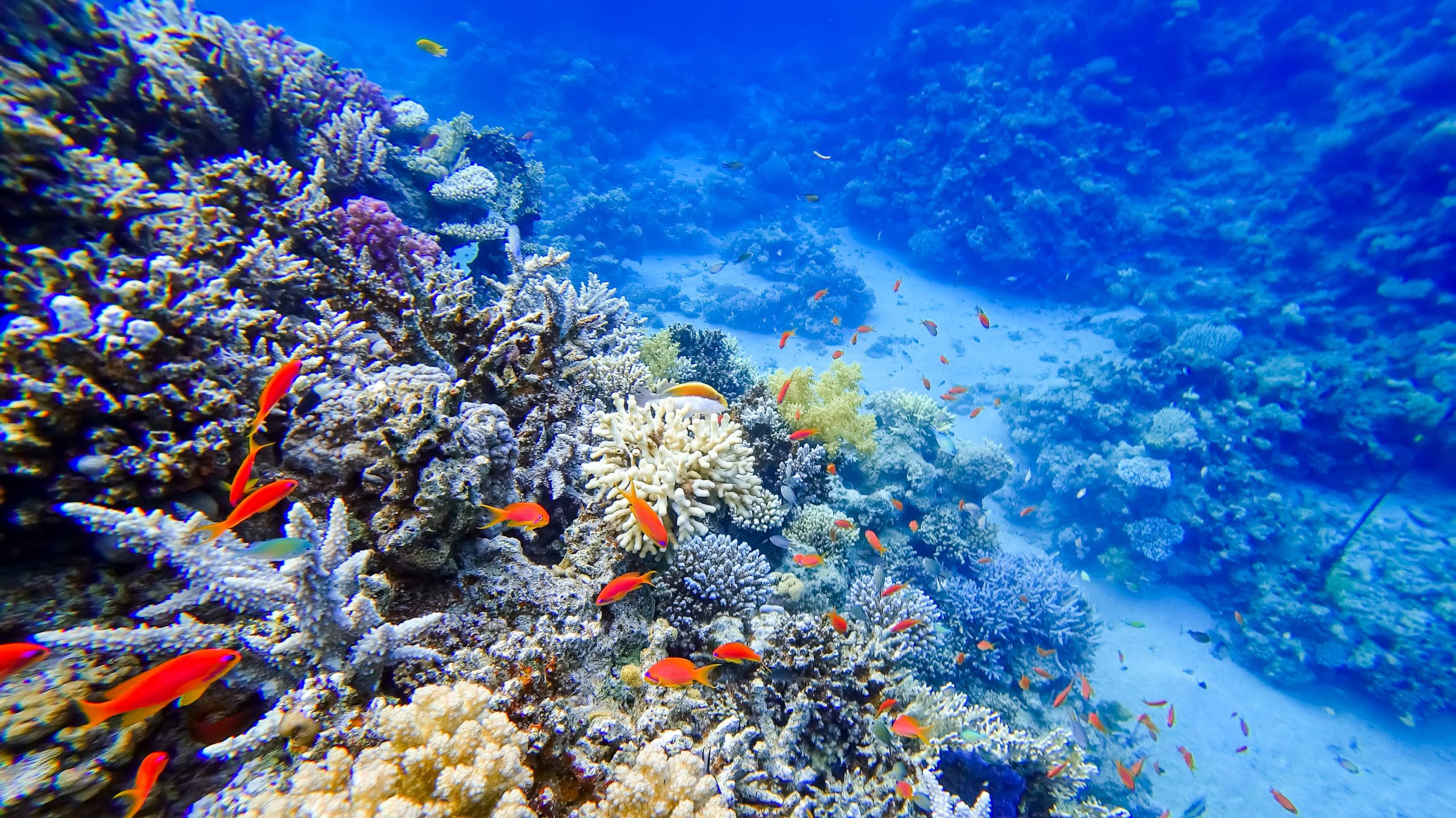 魚 桌布 壁紙 — 清澈藍色海水下，充滿橙色魚類和多樣海洋生物的 vibrant 珊瑚礁。
