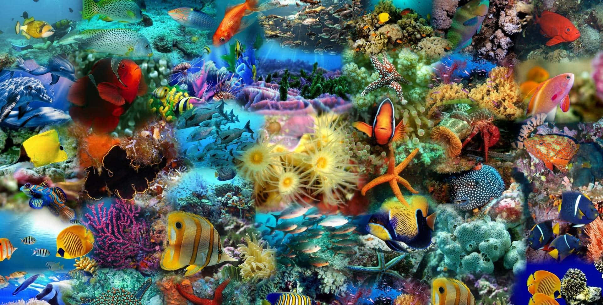 HD Fish 桌布 壁紙 — 清澈藍色海水下，色彩繽紛的熱帶魚和海星聚集的充滿活力的珊瑚礁。