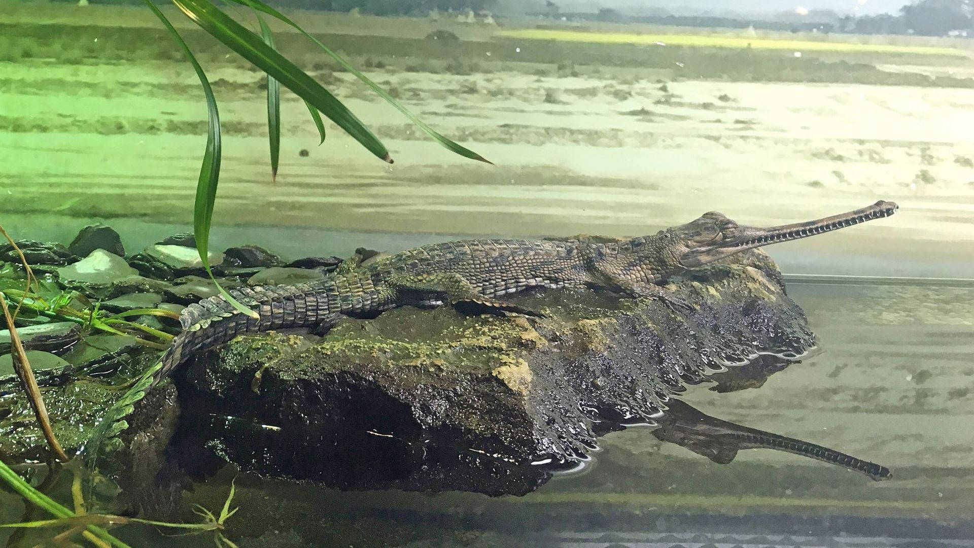 湖畔鱷魚自然攝影 — 自然 壁紙