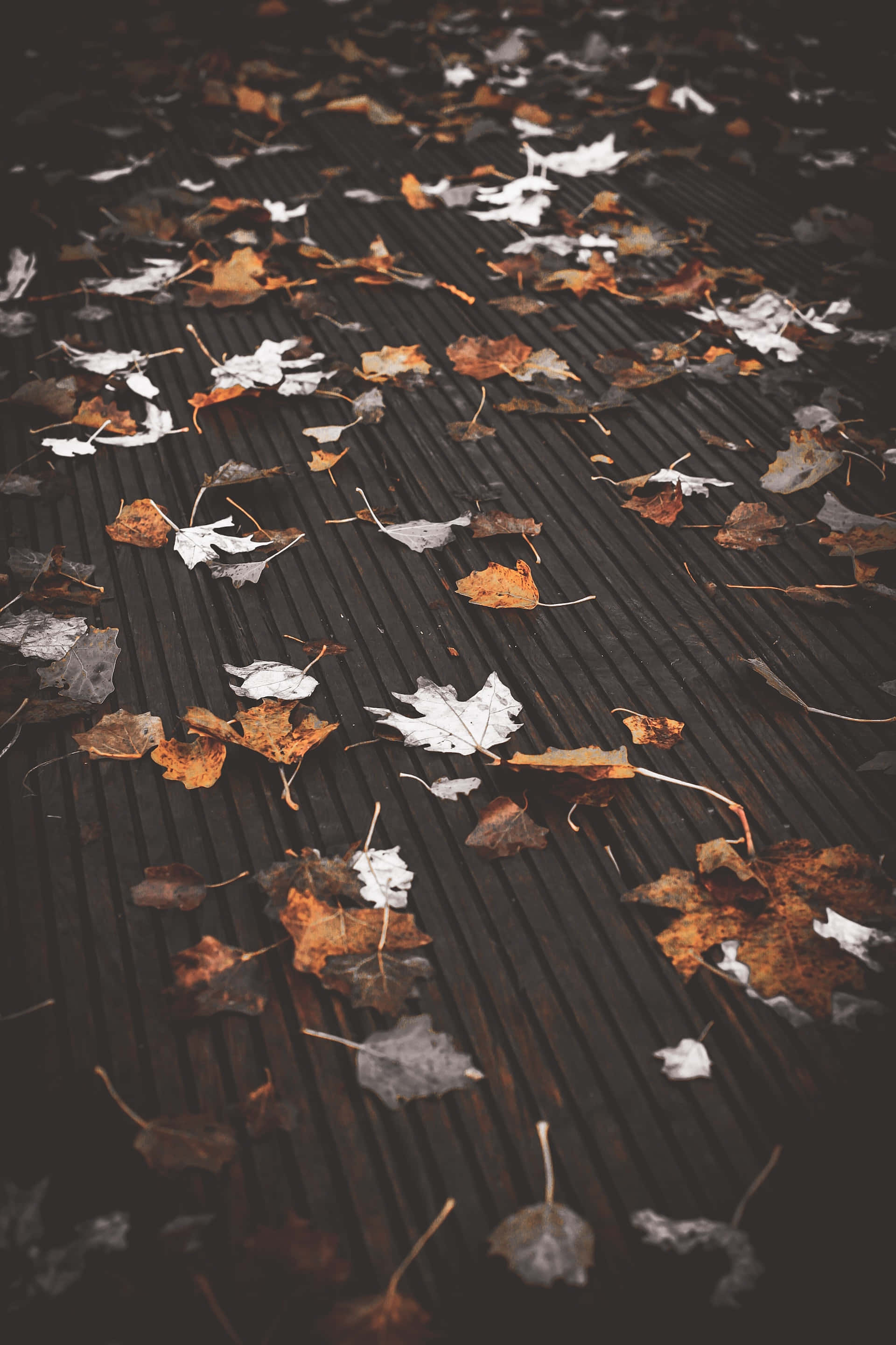 Simple Fall 桌布 壁紙 — 溫暖棕色和白色的秋葉在柔和、暗淡的光線中靜靜地躺在深色木甲板上。