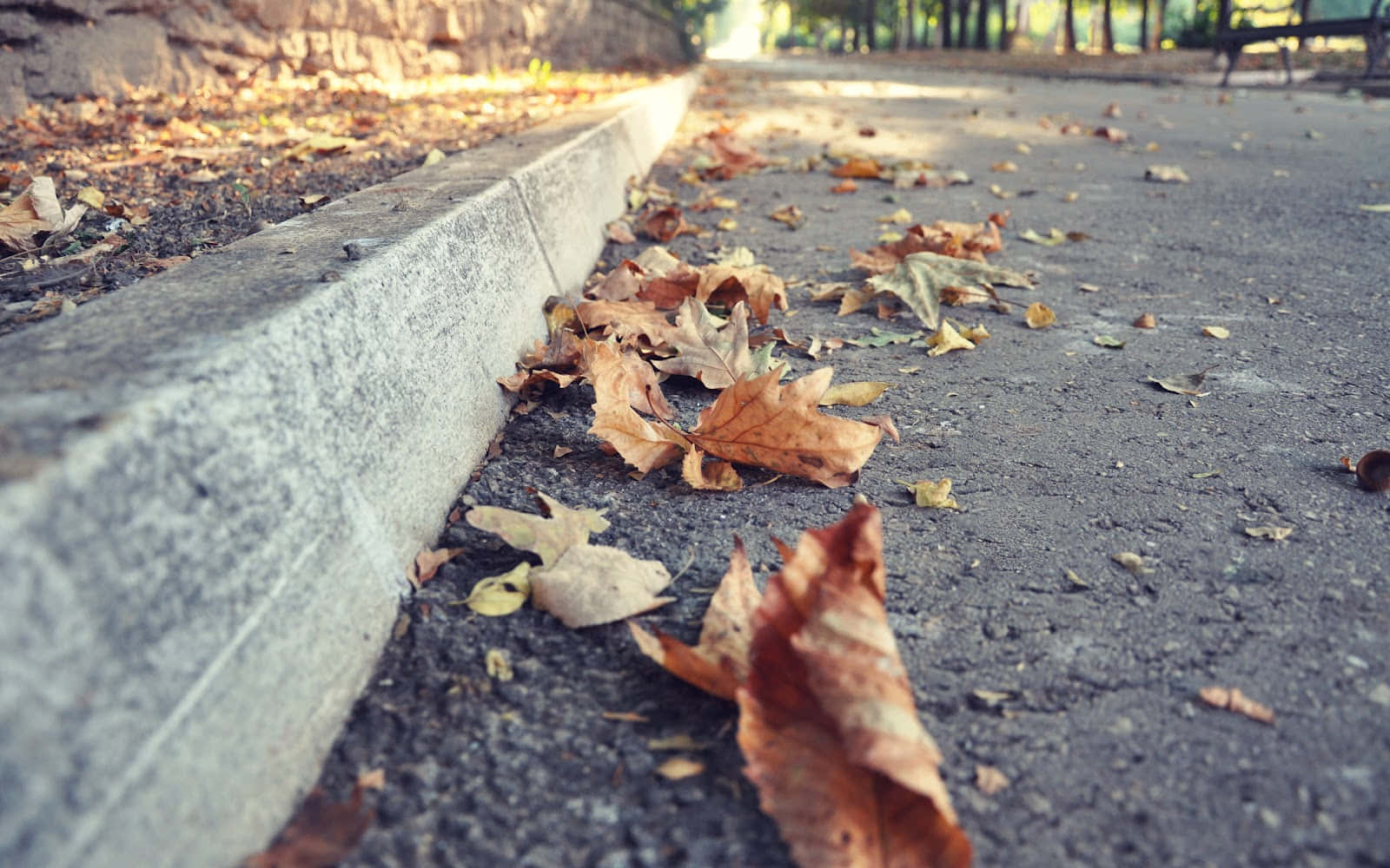 Sidewalk 桌布 壁紙 — 溫暖棕色和黃色的秋葉散落在寧靜公園內混凝土路緣旁的鋪砌小徑上。