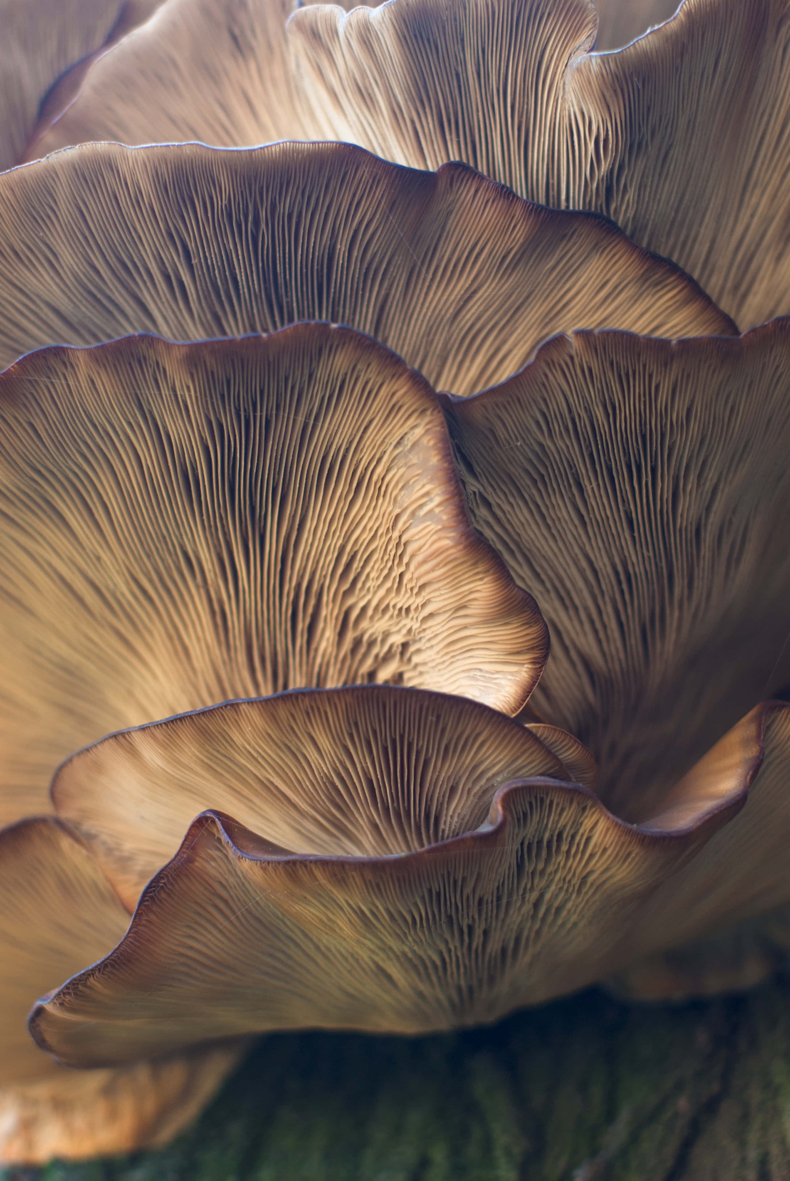 Mushroom 桌布 壁紙 — 溫暖燈光下層層疊疊的棕色平菇特寫，菌褶精細發光。