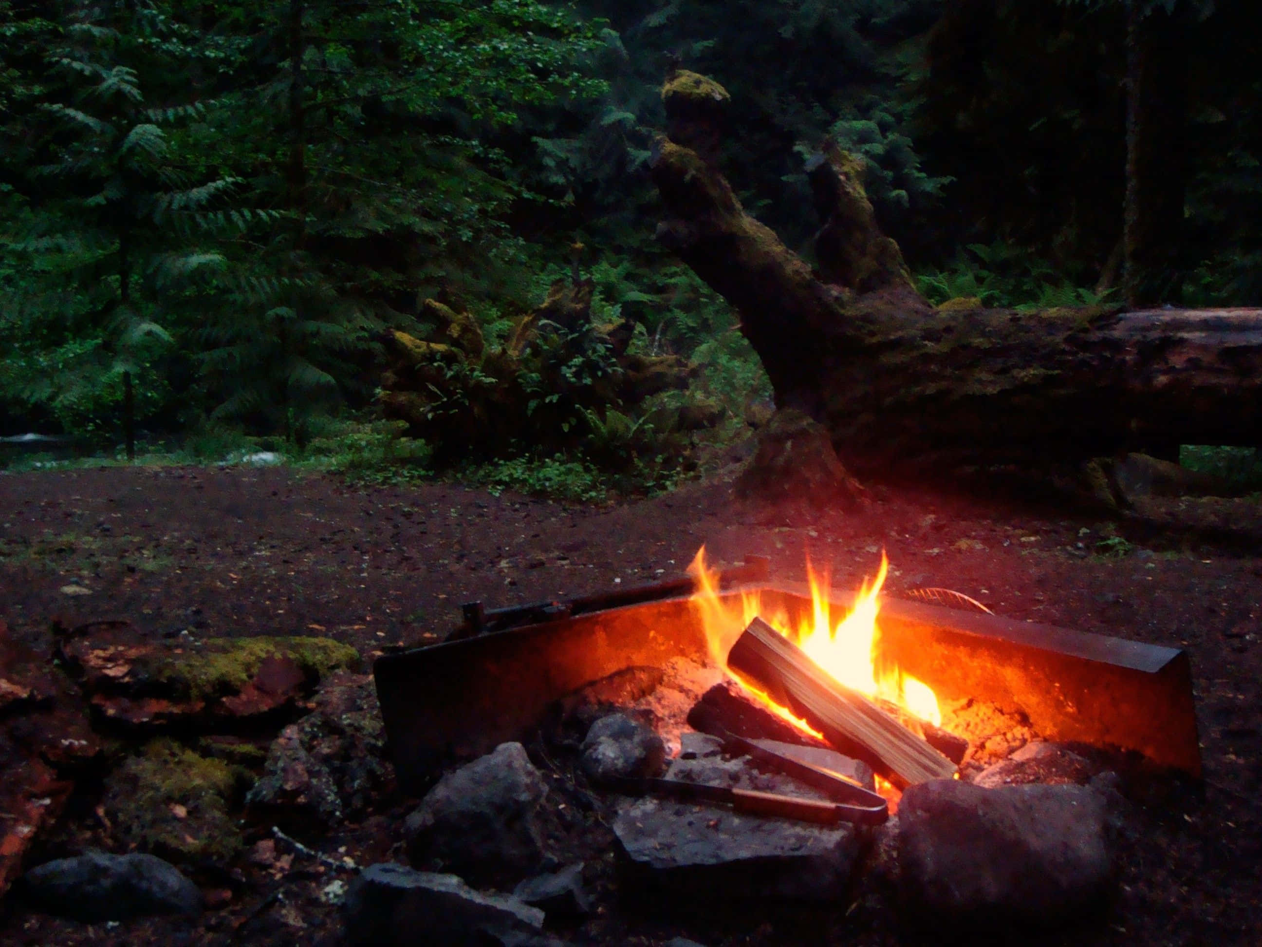 Campfire 桌布 壁紙 — 溫暖的營火在黃昏時分長滿苔蘚的森林空地上劈啪作響，將金色的光芒投射到周圍的蕨類植物和倒下的原木上。