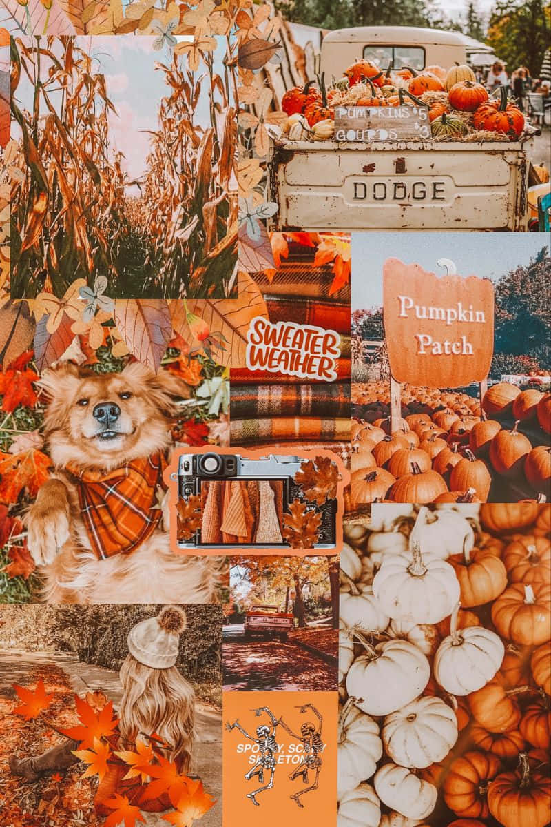 Fall Collage 桌布 壁紙 — 溫暖的秋季拼貼畫，包含南瓜、玉米田、戴格紋圍巾的狗和復古卡車在南瓜田。