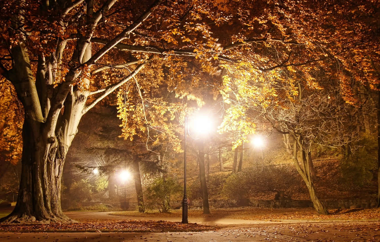 夜晚 桌布 壁紙 — 溫暖的街燈在寧靜公園的霧夜中，透過金黃色的秋葉閃耀。