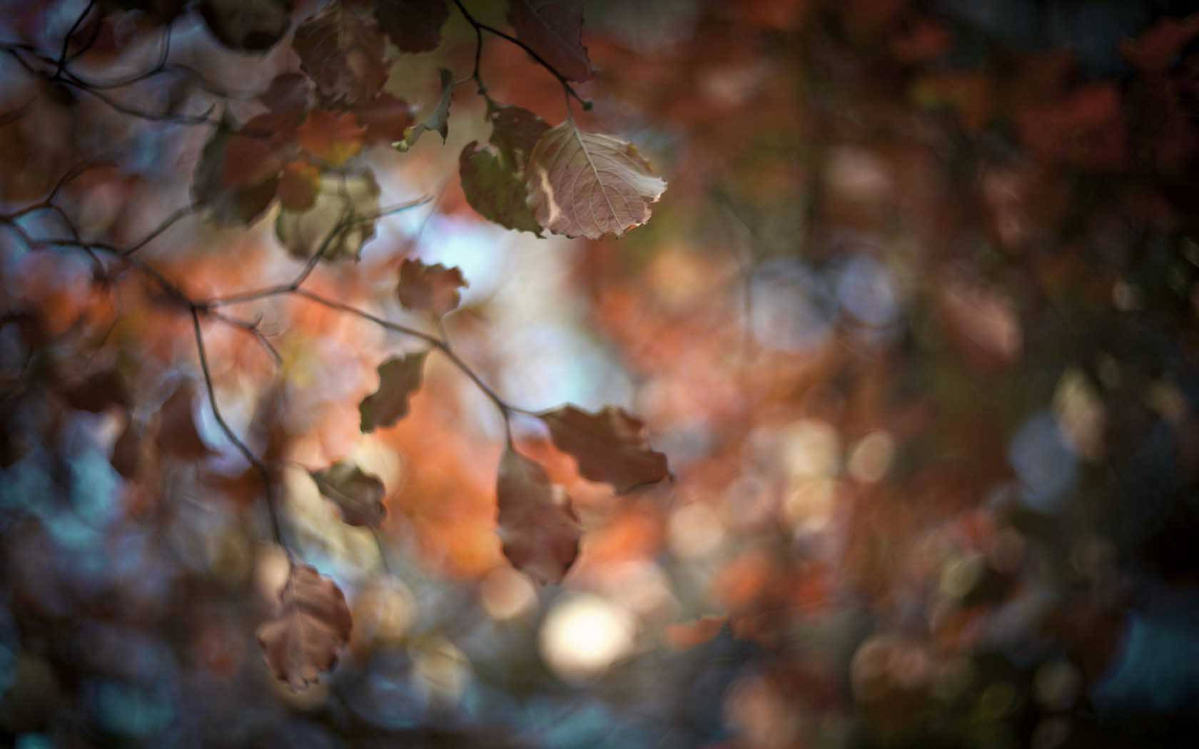 Nature Blur 桌布 壁紙 — 溫暖赤褐色調的秋葉，在柔和模糊的散景光輝背景下，優雅地懸垂著。