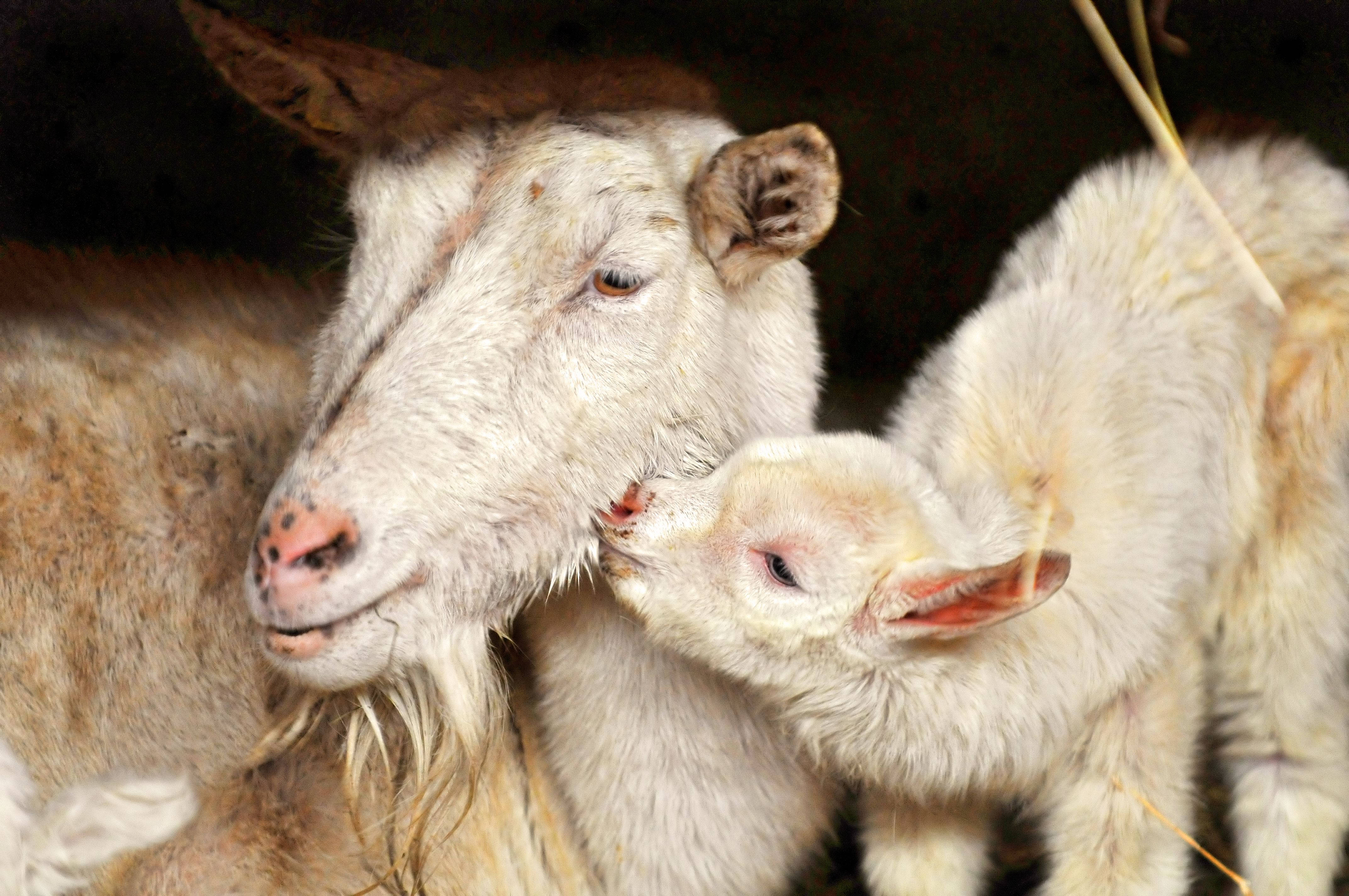farm animals 桌布 壁紙 — 溫馨時刻，一隻白色小山羊在昏暗的穀倉中輕蹭母親的臉龐。
