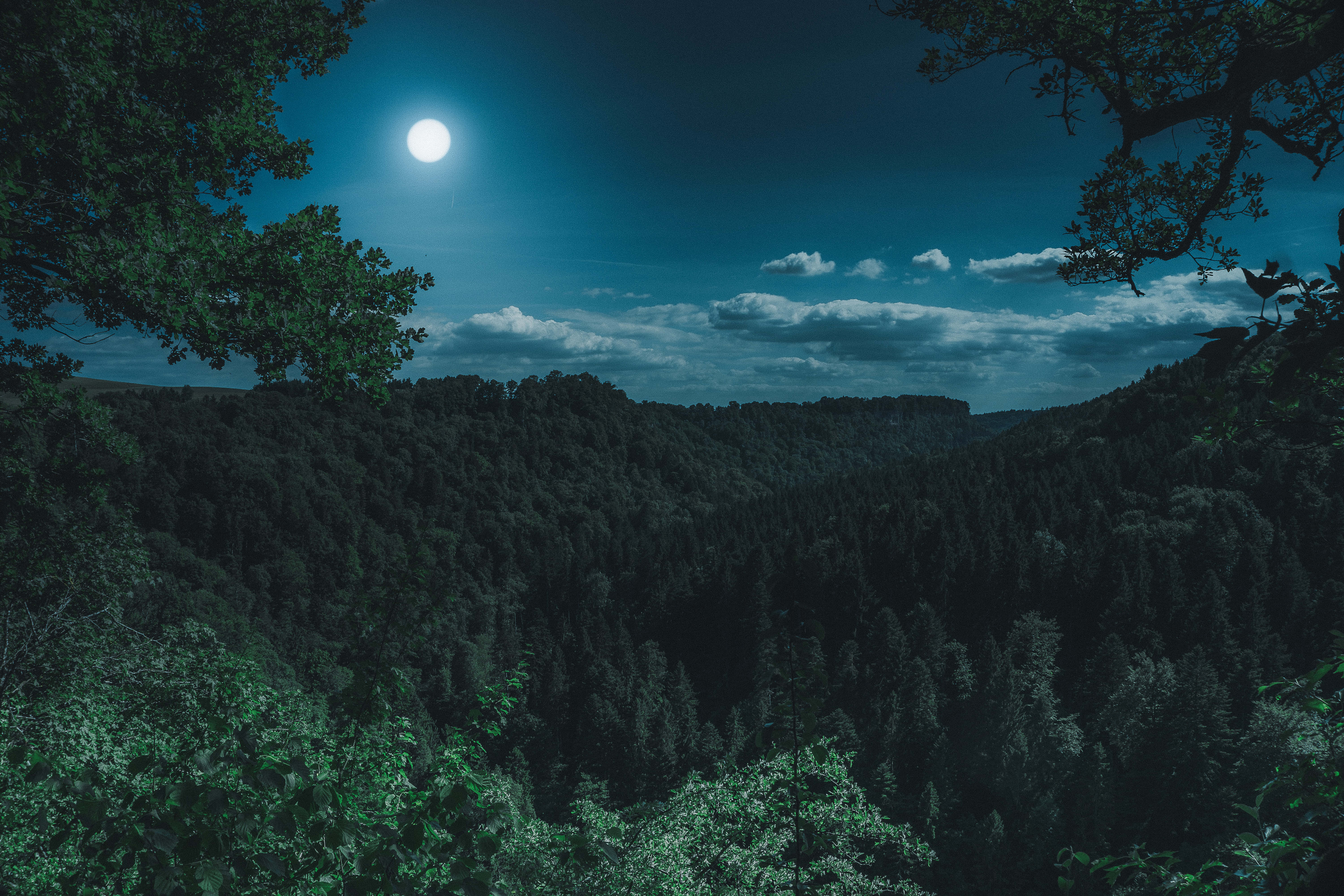 Night Forest 桌布 壁紙 — 滿月在夜間將冷光投射在被樹枝框住的茂密森林山谷上。