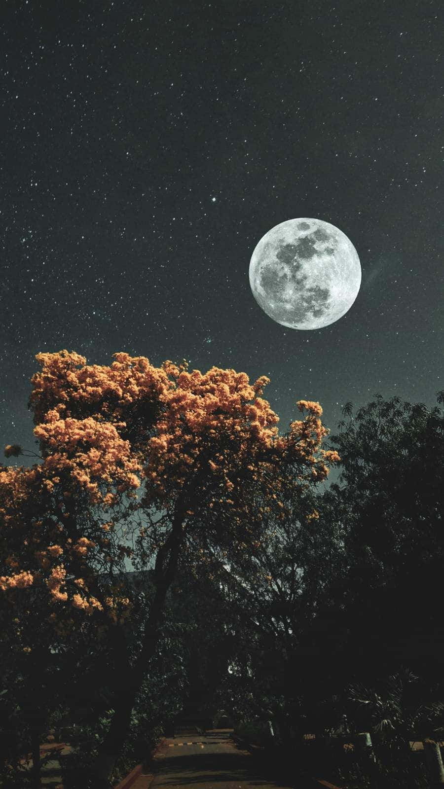 Moon And Stars Phone 桌布 壁紙 — 滿月在星空下照耀著一棵開滿橙色花朵的樹。