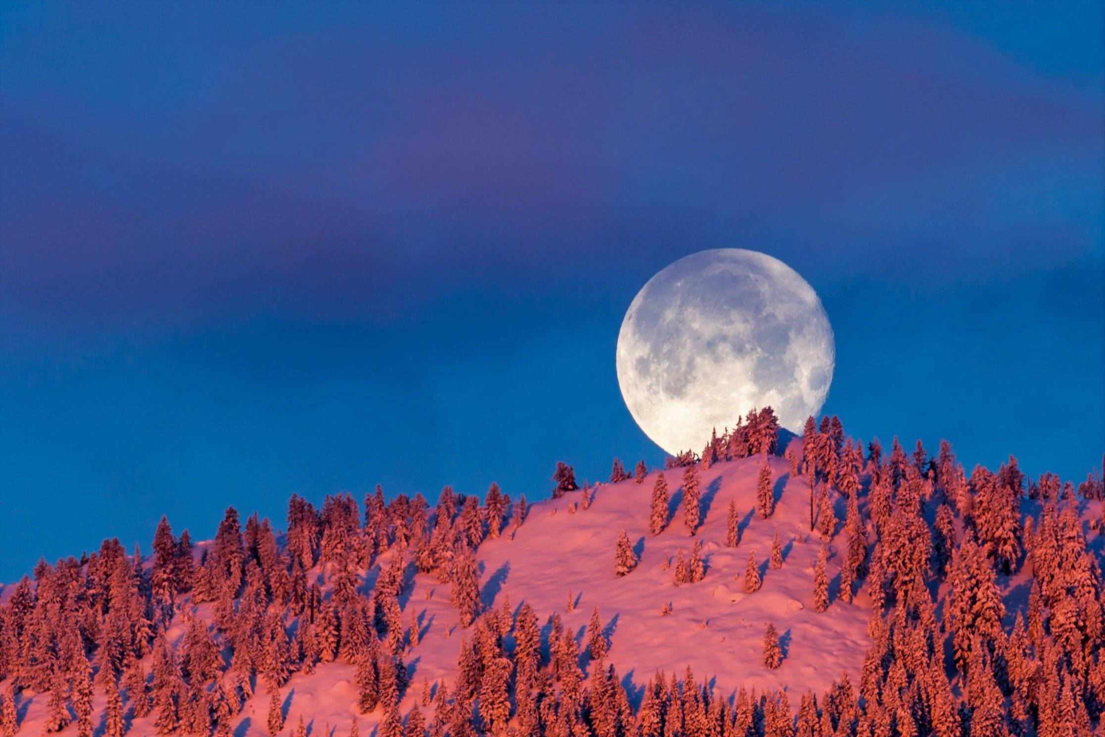 Beautiful Full Moon 桌布 壁紙 — 滿月從白雪覆蓋的山脊升起，松樹在粉紅色的暮色中閃耀。