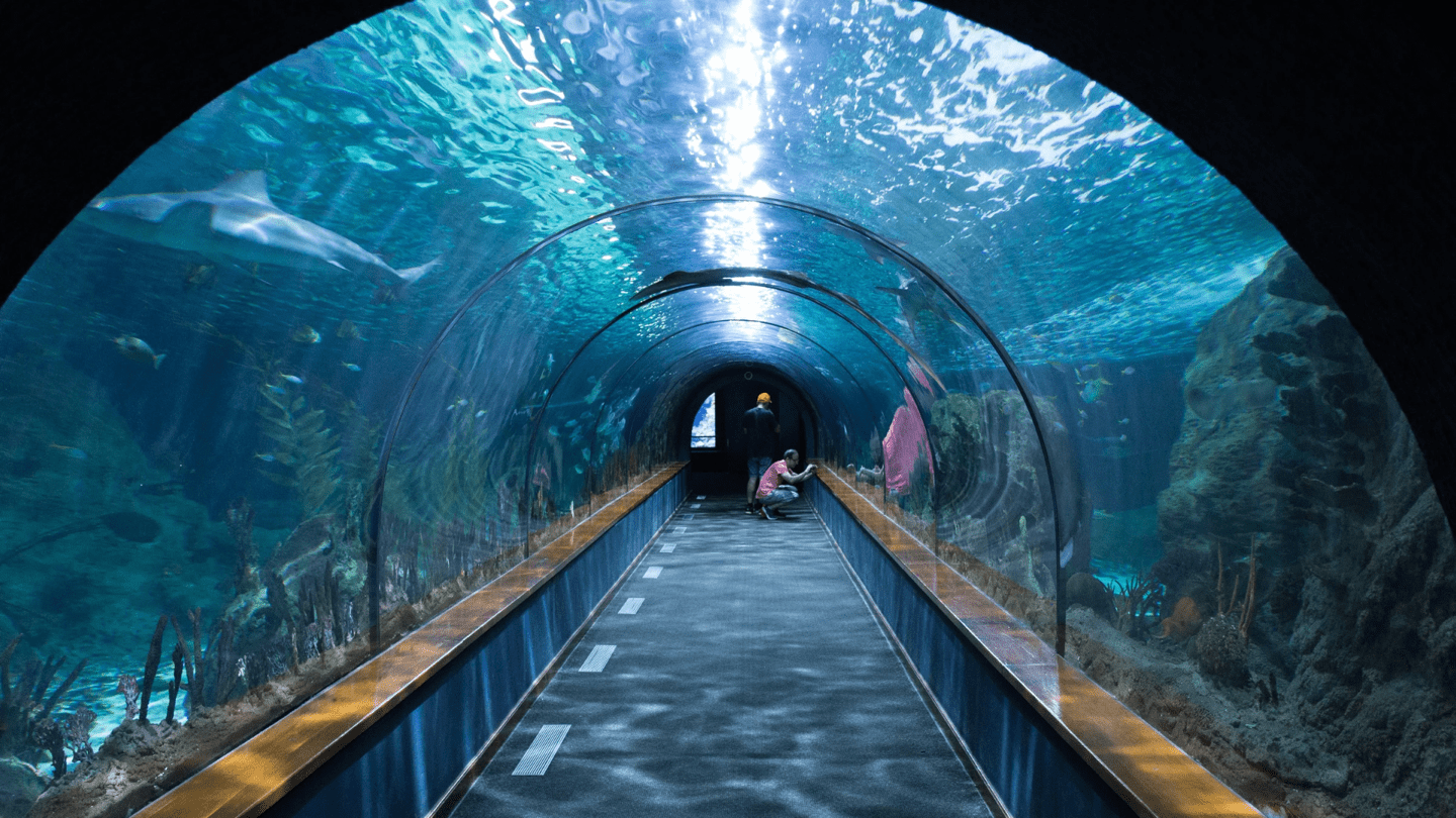 潛入這座繽紛水族館，與魚群一同潛水探險 壁紙