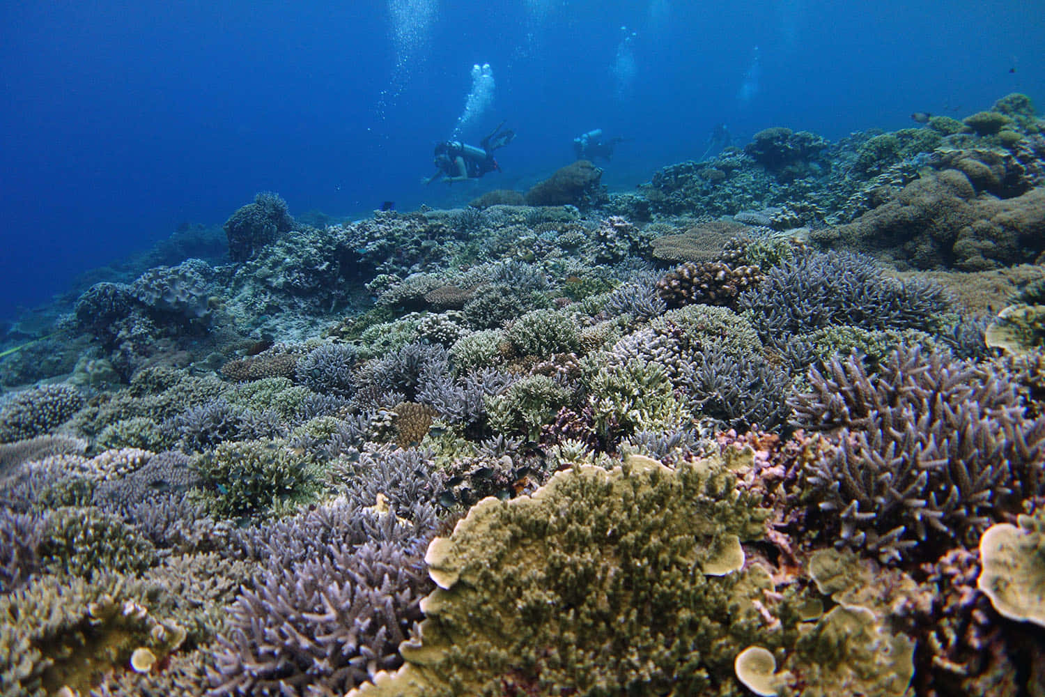 海洋 桌布 壁紙 — 潛水員在清澈的藍色海水中探索充滿紋理的紫色、綠色和棕色珊瑚礁。