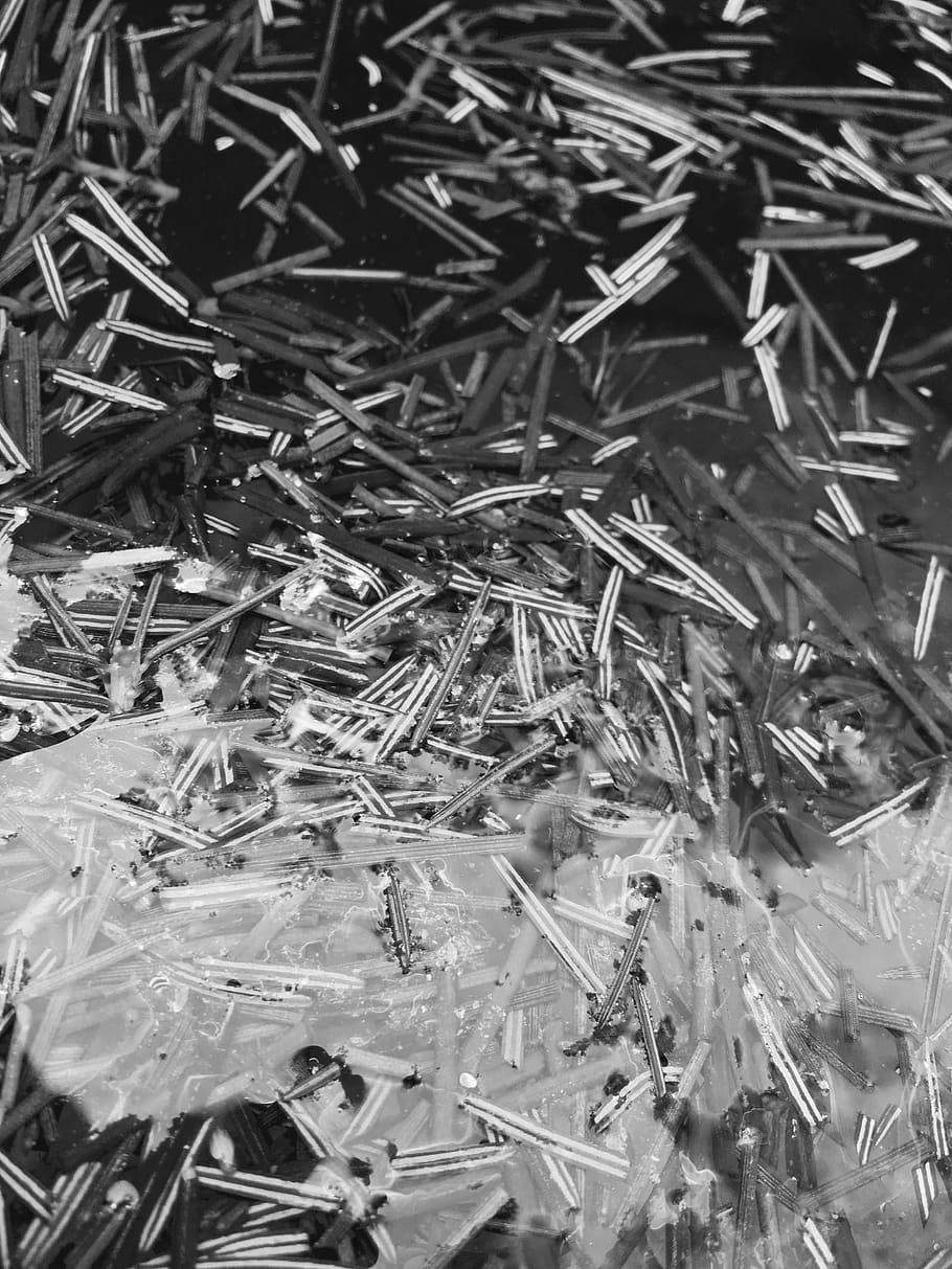 水 桌布 壁紙 — 潮濕地面上散落的松針和冰晶的單色特寫。