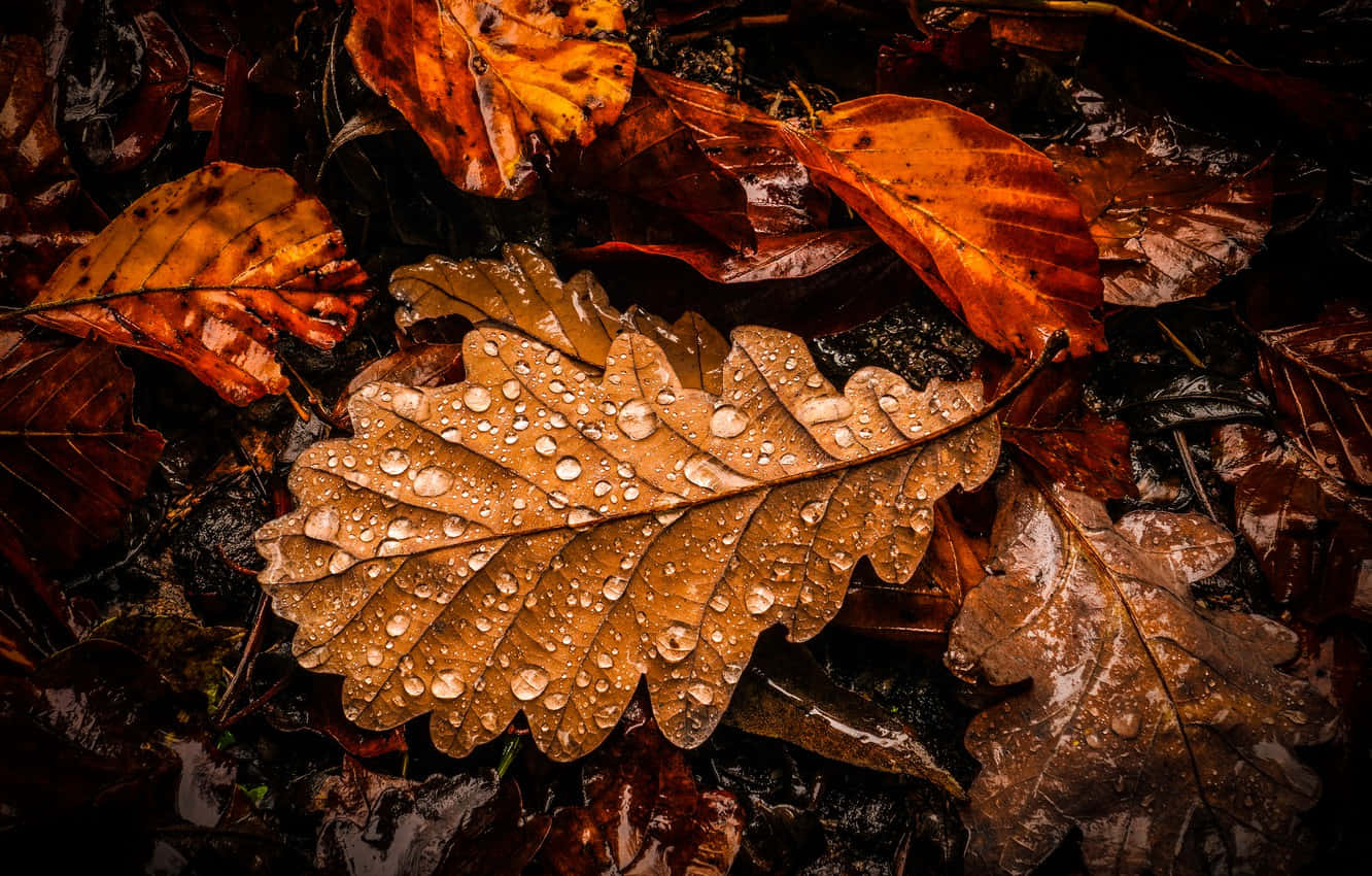 Autumn Leaf 桌布 壁紙 — 潮濕橡樹葉的特寫，上面有閃閃發光的水珠，躺在秋天的落葉上。