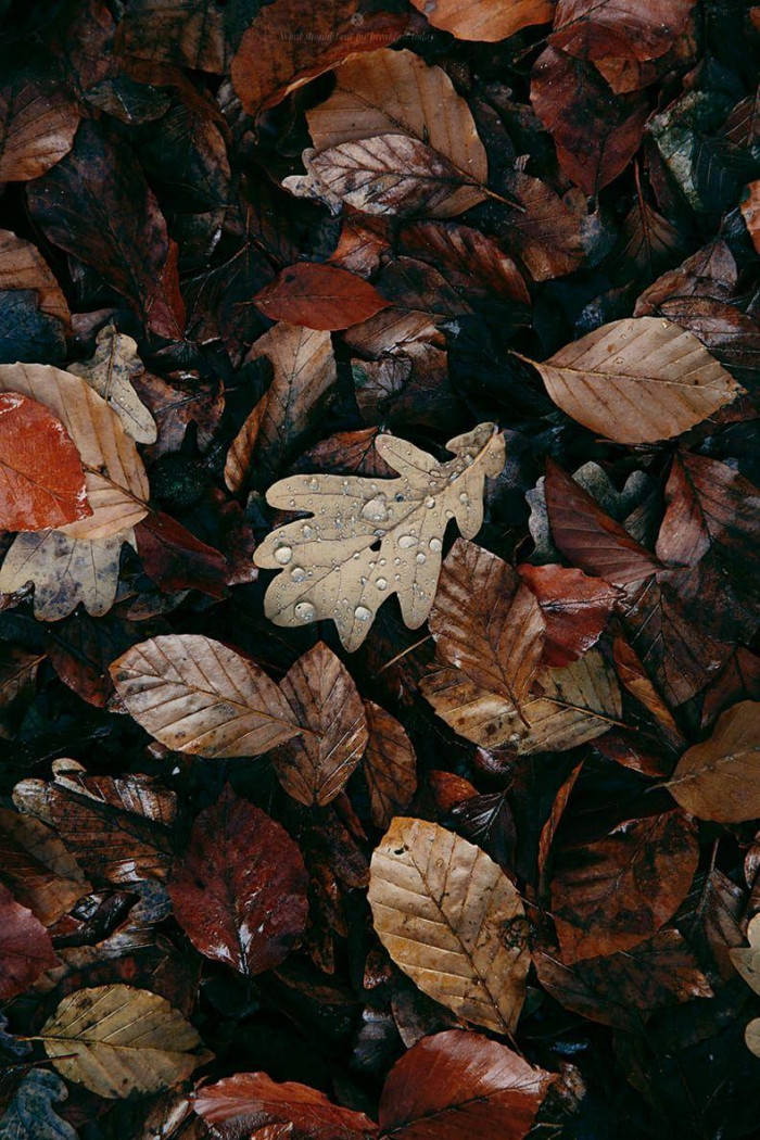 Leaves 桌布 壁紙 — 潮濕秋葉的特寫，一片橡樹葉在黑暗泥土上閃爍著露珠。