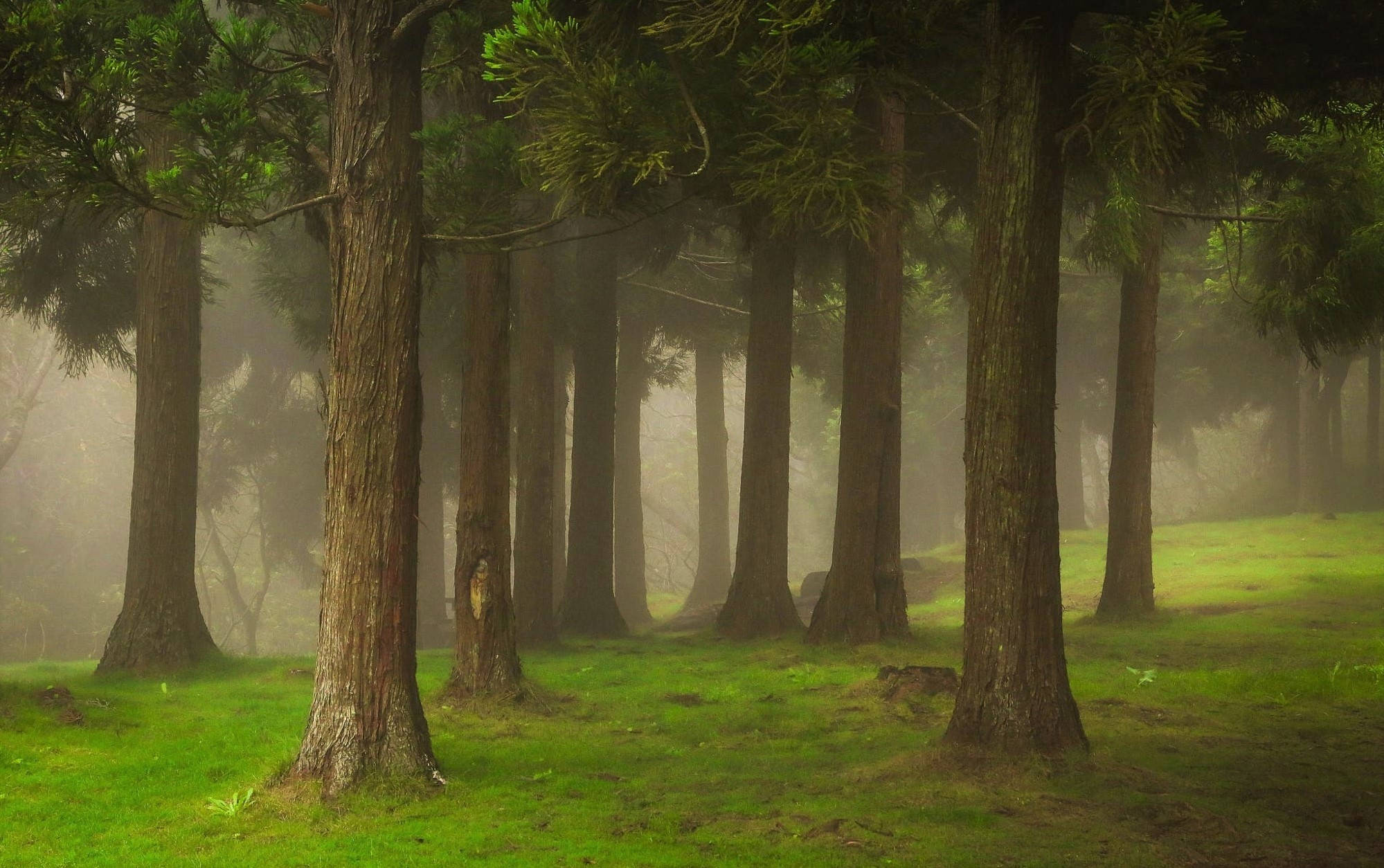 Foggy 桌布 壁紙 — 濃密松樹林中，高聳樹木與生機勃勃的綠色苔蘚地面，晨霧瀰漫。