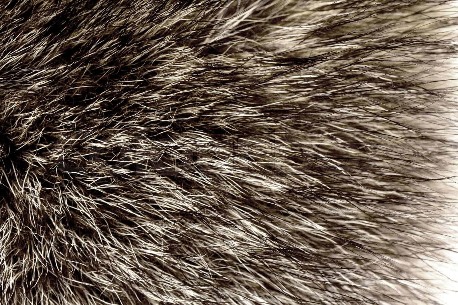 Animal Fur 桌布 壁紙 — 濃密深棕色和白色毛皮的近距離特寫，細毛在柔和漸變中捕捉光線。