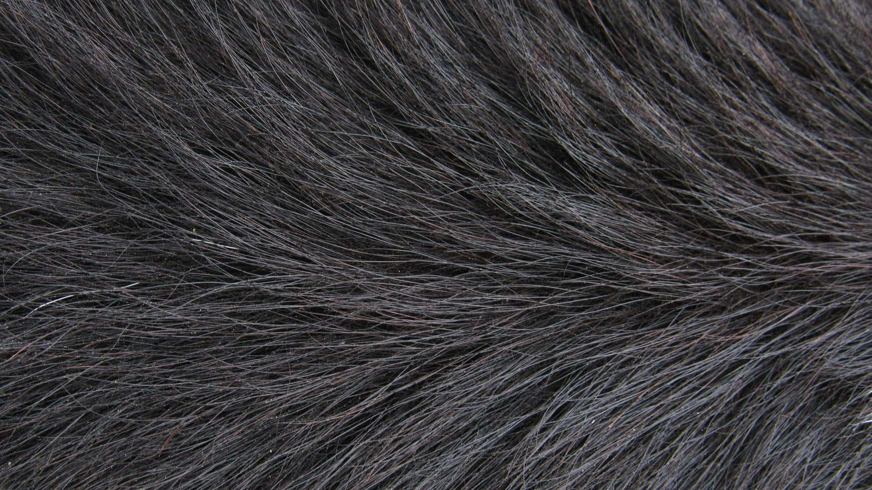 Animal Fur 桌布 壁紙 — 濃密深灰色毛髮的微距特寫，細絲在自然紋理中捕捉柔和光線。