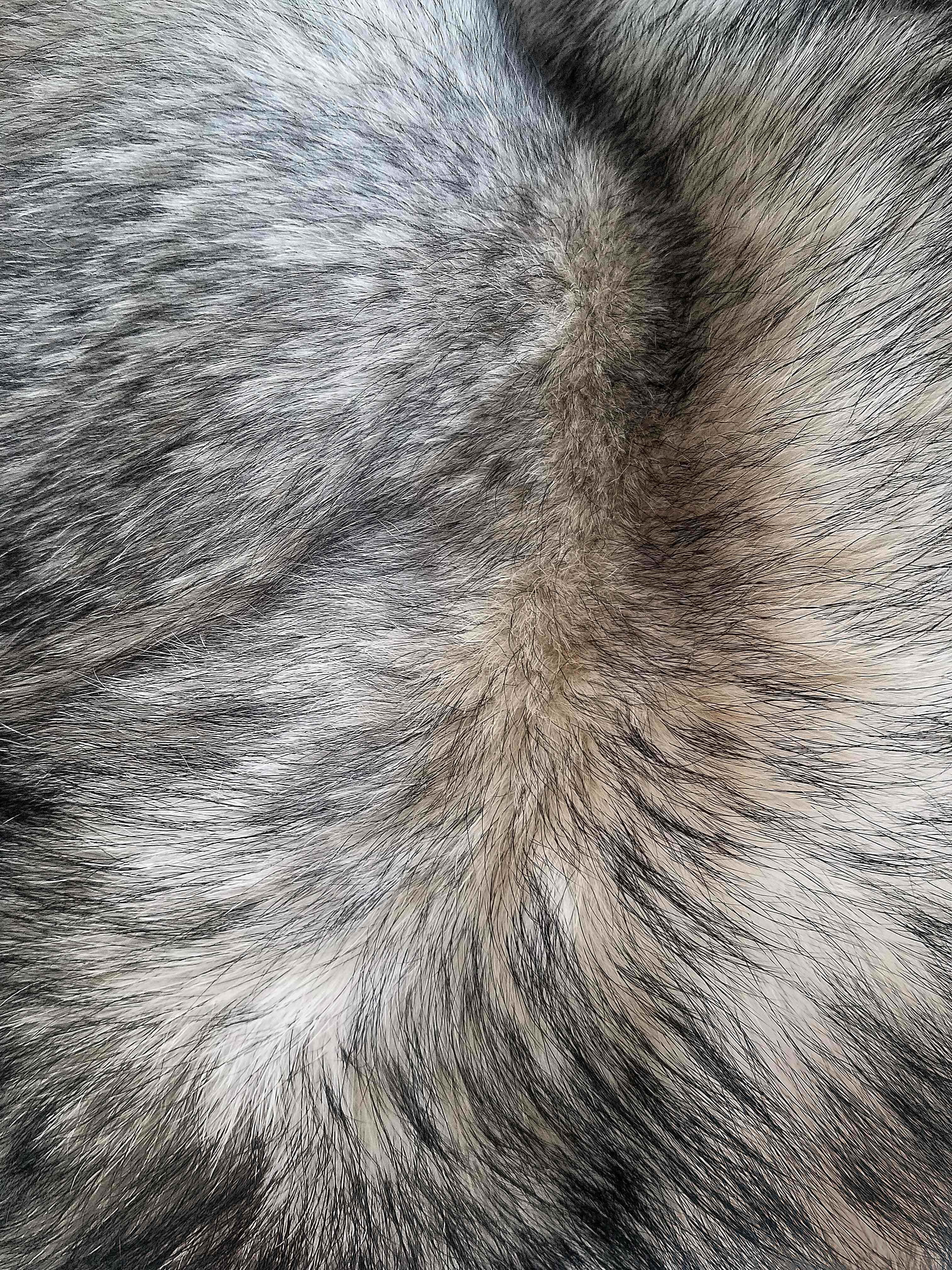 Gray Texture 桌布 壁紙 — 濃密灰色和黑色毛皮的近距離特寫，質地柔軟，顏色自然變化。
