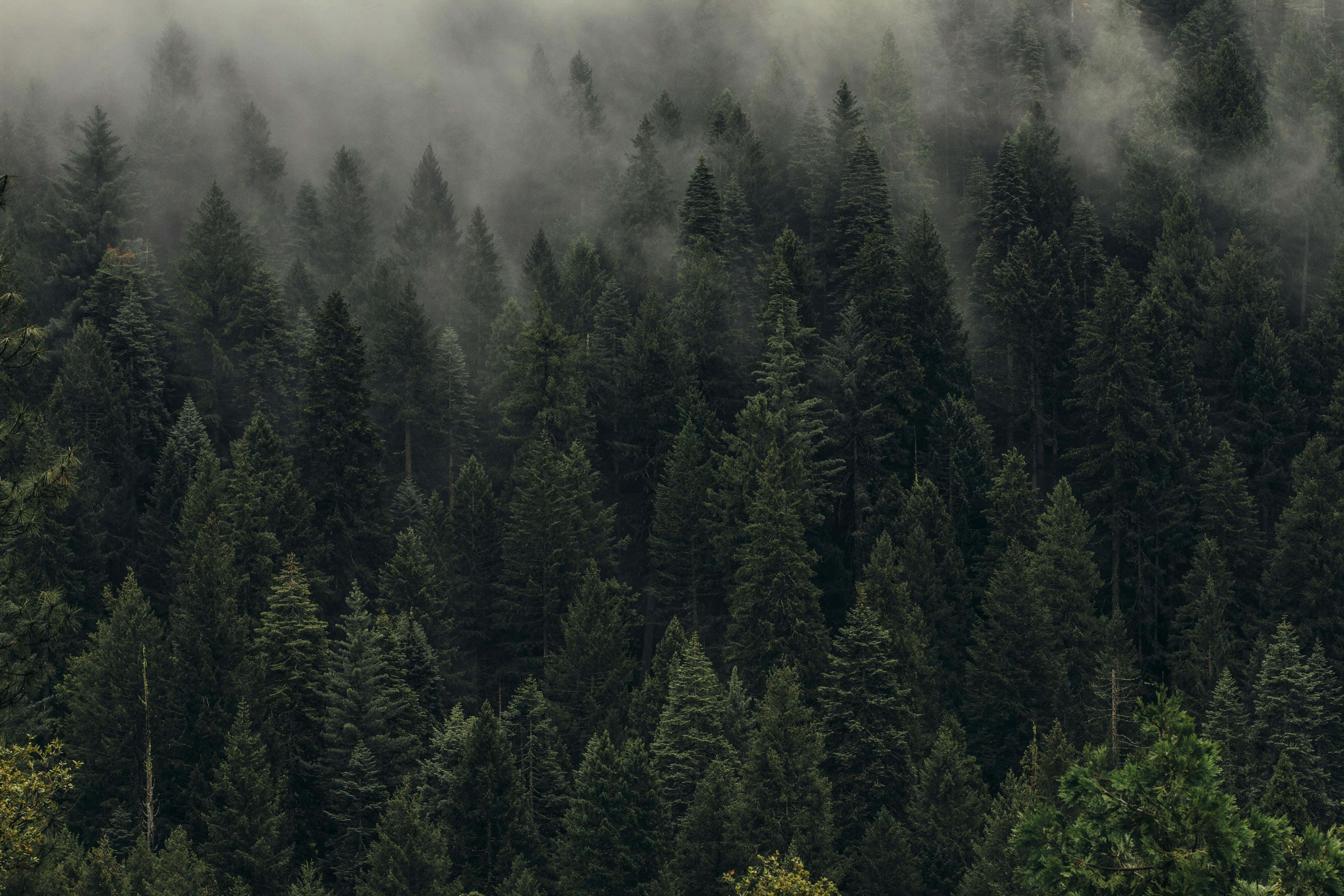 Fog 桌布 壁紙 — 濃密的高大常綠樹林被厚霧籠罩，營造出神秘而寧靜的氣氛。