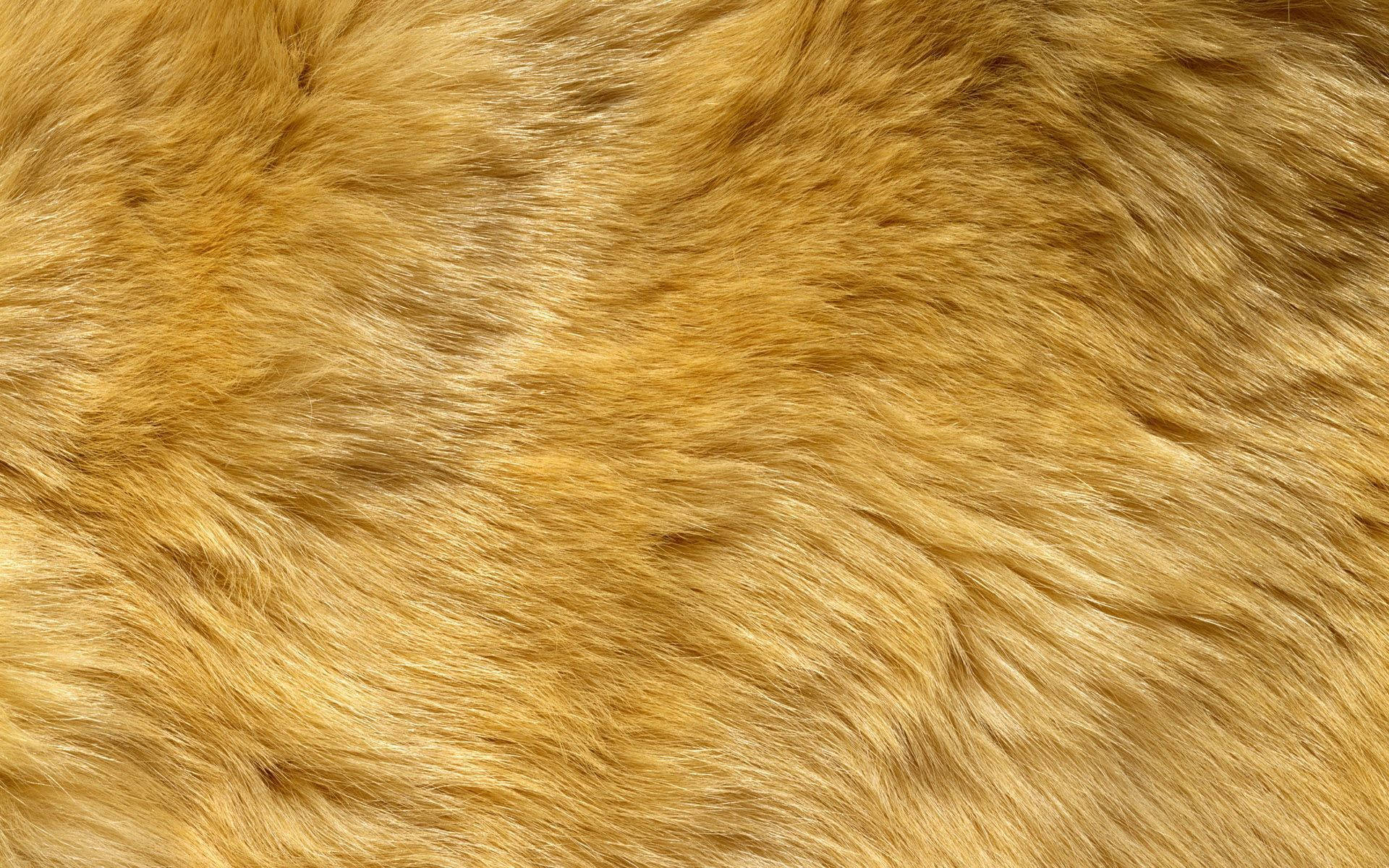 fur 桌布 壁紙 — 濃密金棕色動物毛皮的近距離特寫，具有柔軟的自然紋理和細微高光。