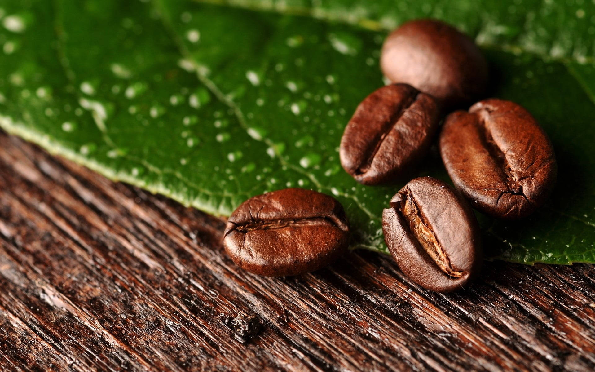beans 桌布 壁紙 — 濃郁的棕色咖啡豆放在沾滿露水的綠色葉子上，置於風化的木質表面。