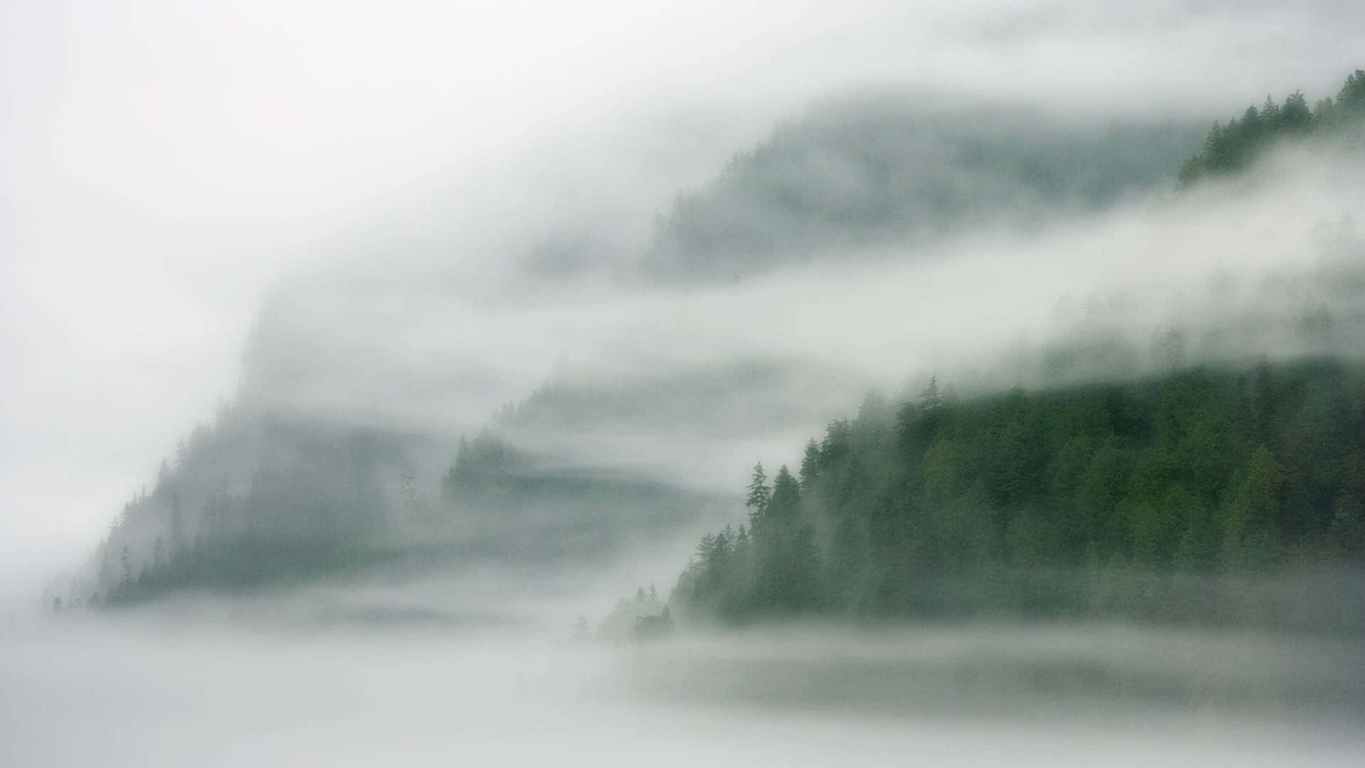 Fog 桌布 壁紙 — 濃霧籠罩的山巒，常綠森林在柔和的灰色和綠色調中若隱若現。