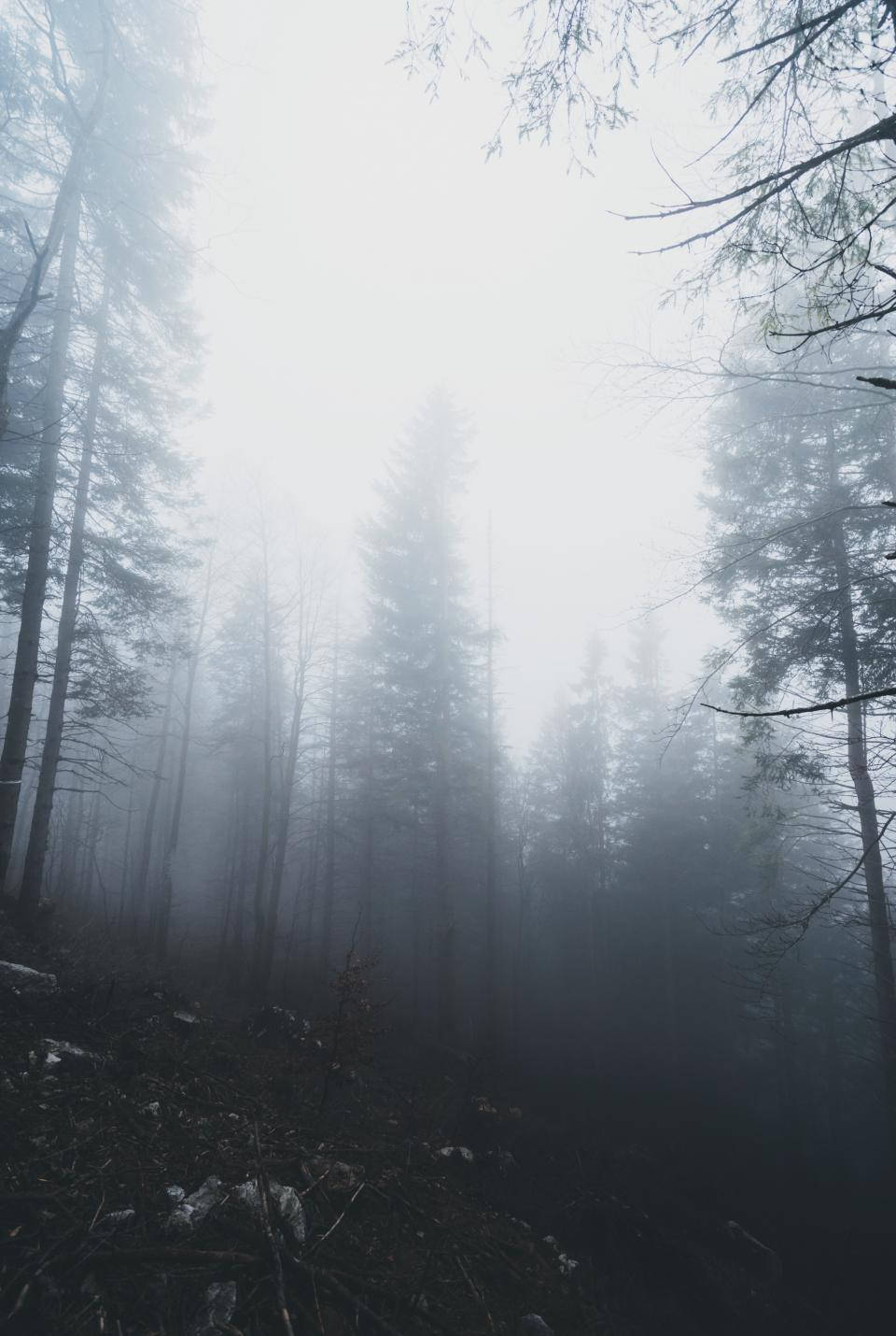 Foggy 桌布 壁紙 — 濃霧籠罩的森林，高大的松樹在厚霧中若隱若現，營造出寧靜而神秘的氛圍。