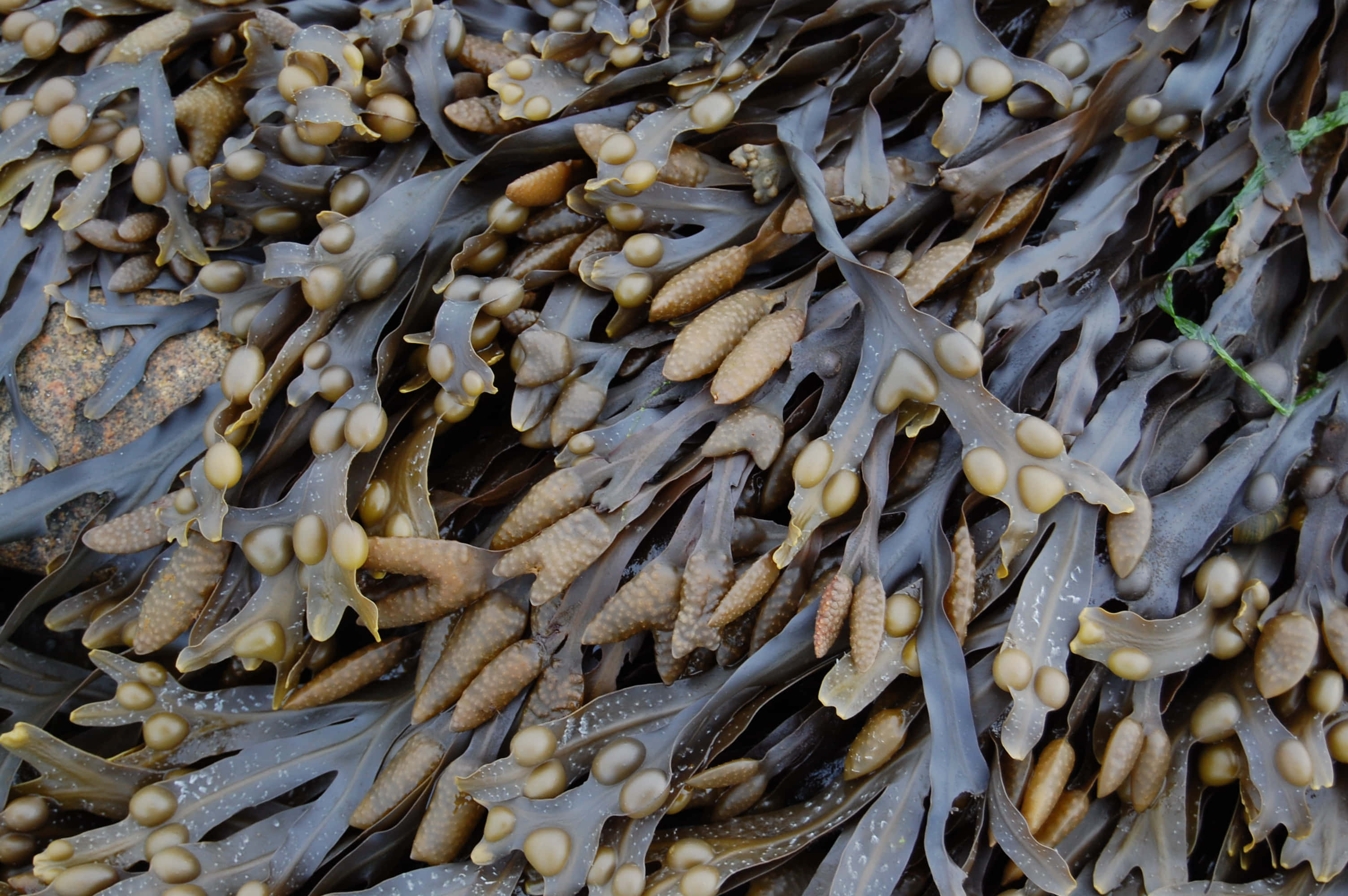 Sea Weed 桌布 壁紙 — 濕岩石上帶有球狀金棕色繁殖結構的紋理棕色海藻特寫。