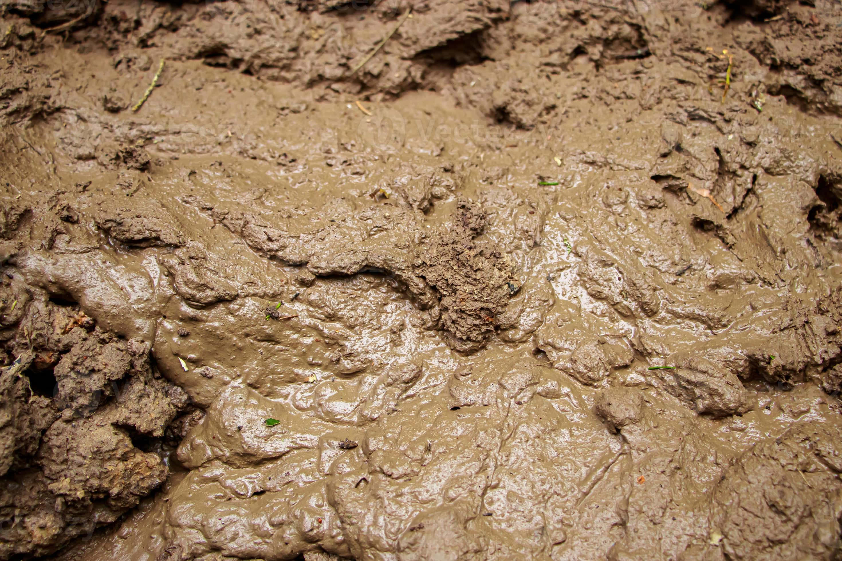 mud 桌布 壁紙 — 濕棕色泥漿的特寫，帶有裂紋和光澤質感，以及散落的綠色植物碎屑。
