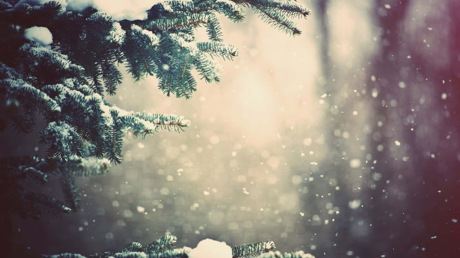 桌布 壁紙 — 灑滿雪的松樹枝條框出一個柔和發光的冬日場景，飄落的雪花和溫暖的背光。