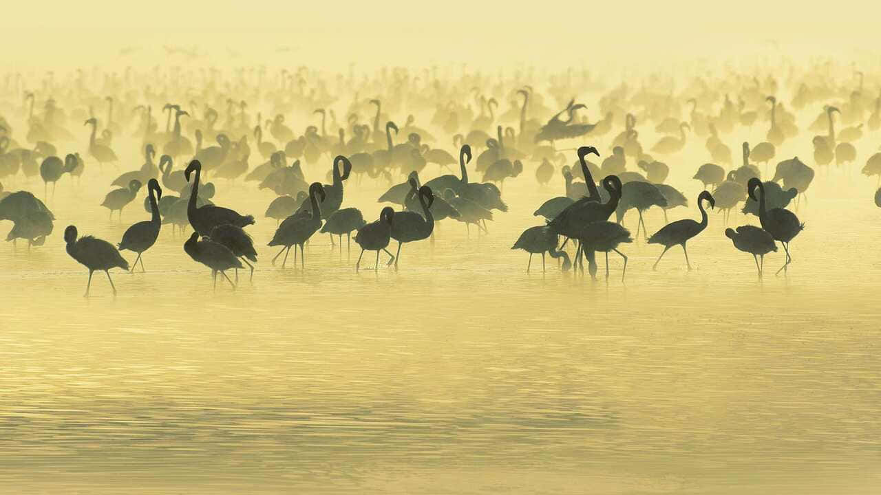 720p Africa 桌布 壁紙 — 火烈鳥的剪影站在黎明時分霧氣瀰漫的金色水中，柔和的光線穿過薄霧。