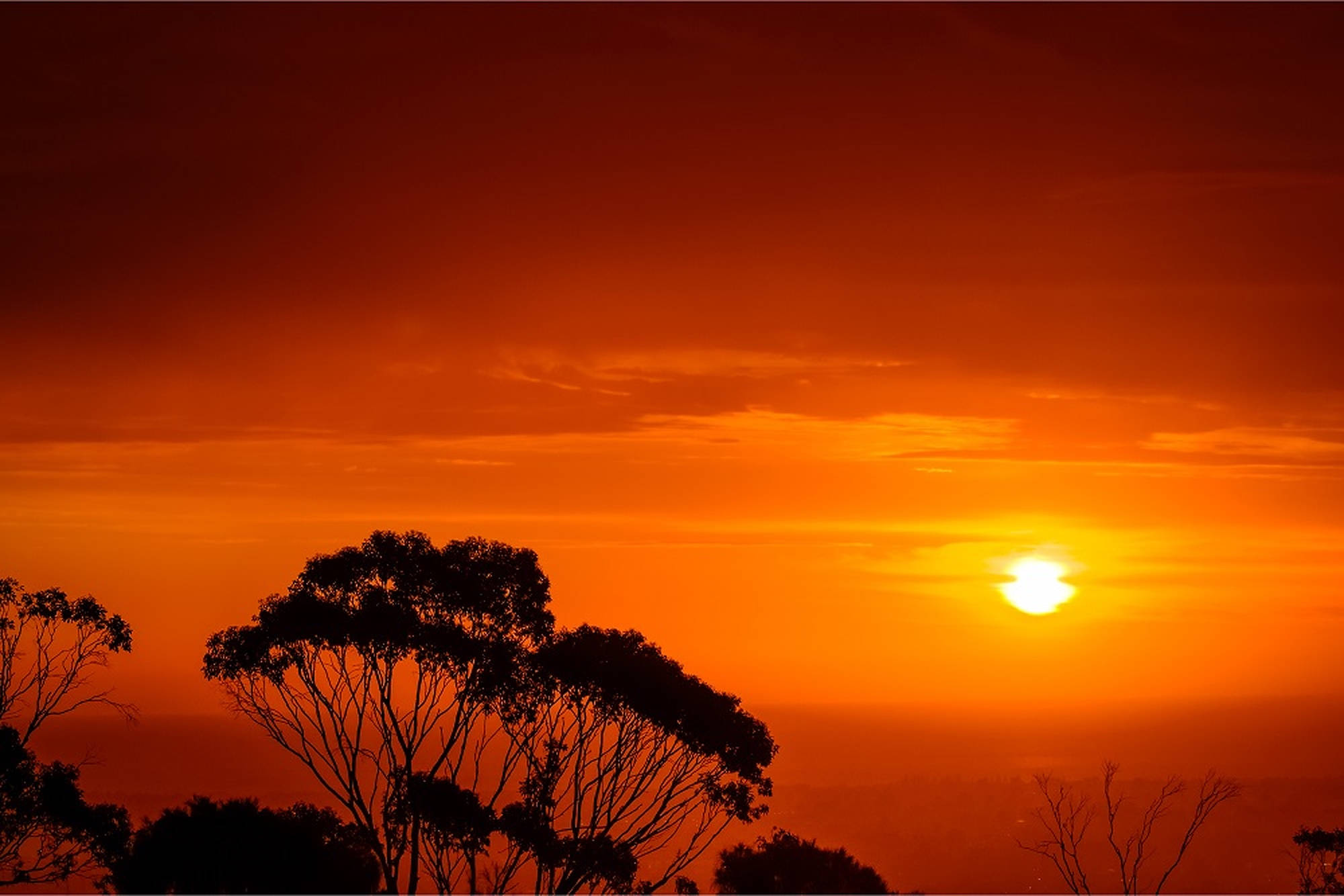夕陽天空 桌布 壁紙 — 火熱的橙色日落，在朦朧的地平線上，為剪影的桉樹投下溫暖的光芒。