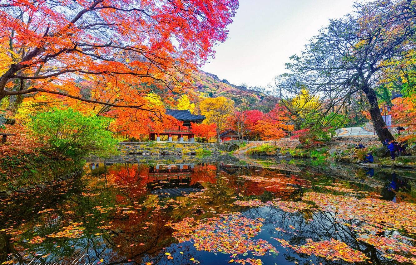 櫻花 桌布 壁紙 — 火紅、橙、黃的鮮豔秋葉環繞著寧靜的池塘，池塘倒映著山景中的傳統亭閣。