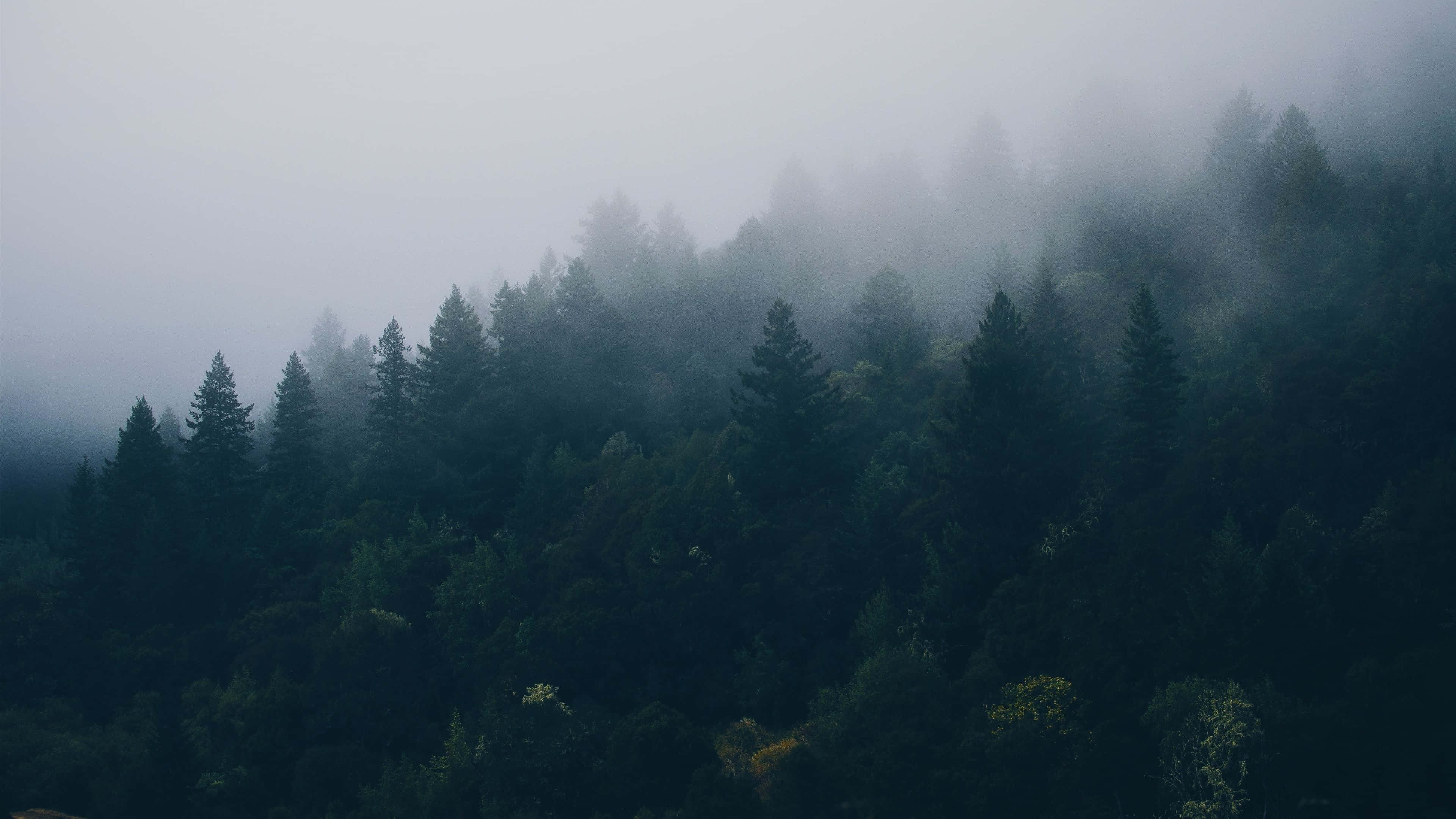 Chill 桌布 壁紙 — 灰天下濃霧籠罩的常綠樹迷霧森林。